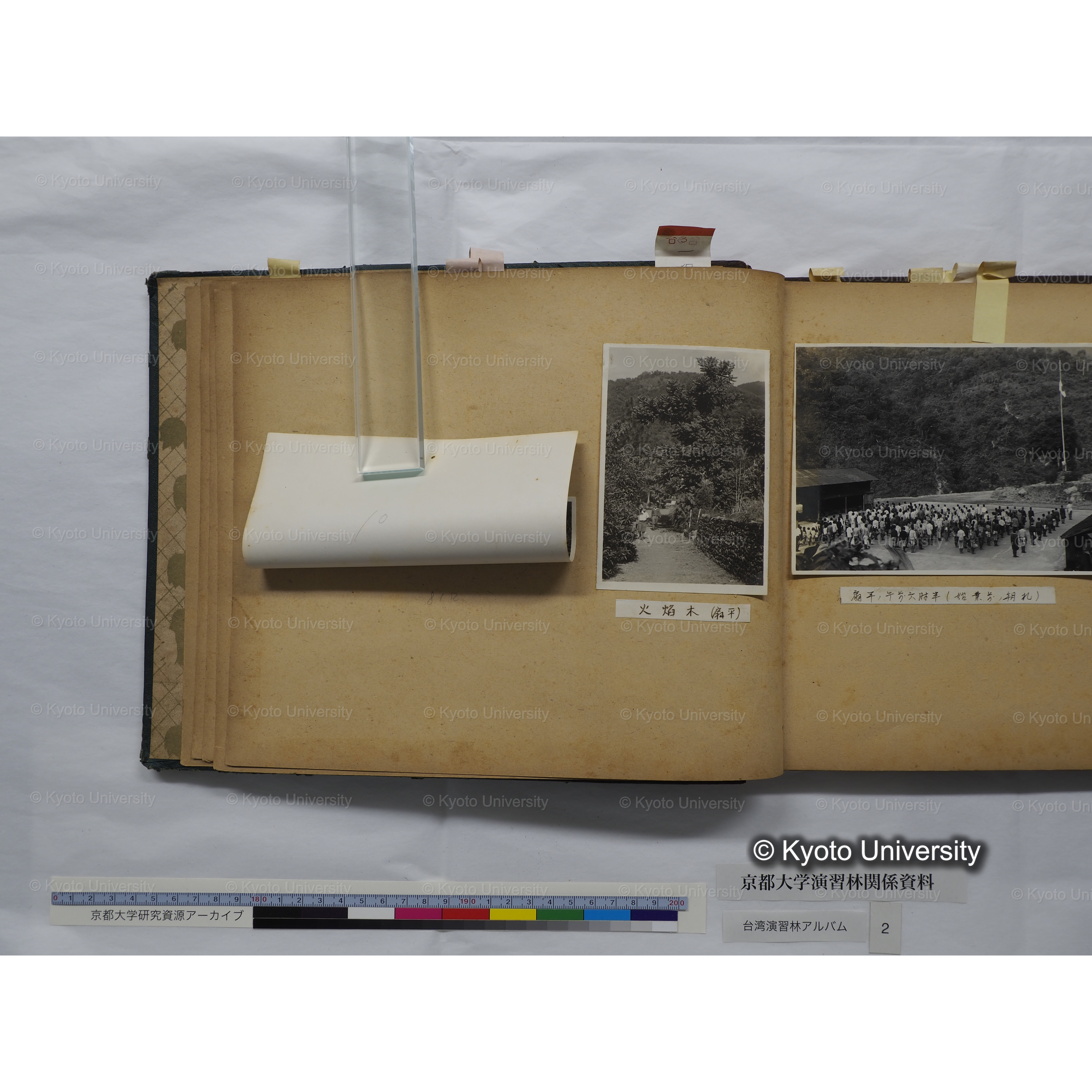 [台湾演習林アルバム(緑色表紙・赤茶色裏表紙)] (19)