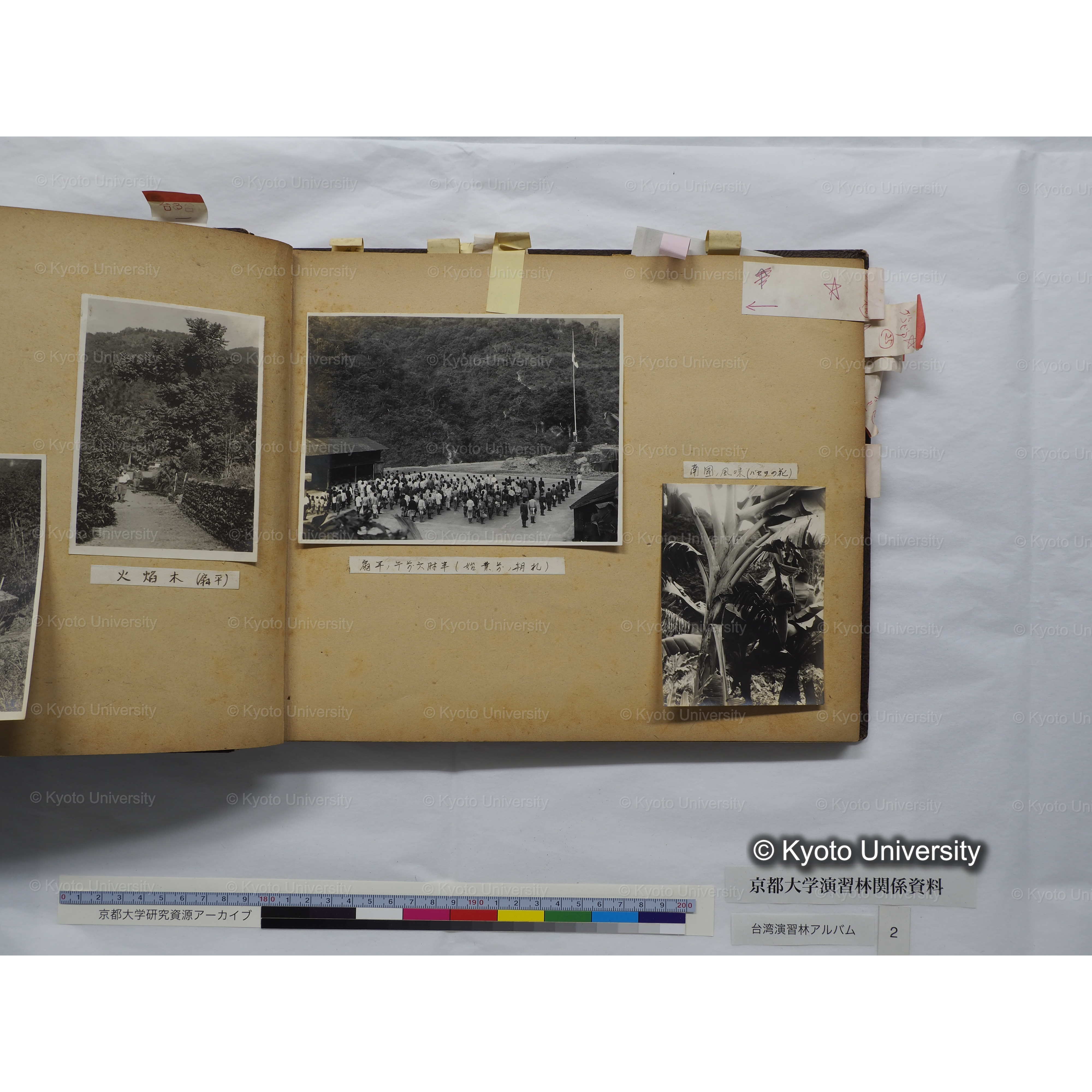 [台湾演習林アルバム(緑色表紙・赤茶色裏表紙)] (20)