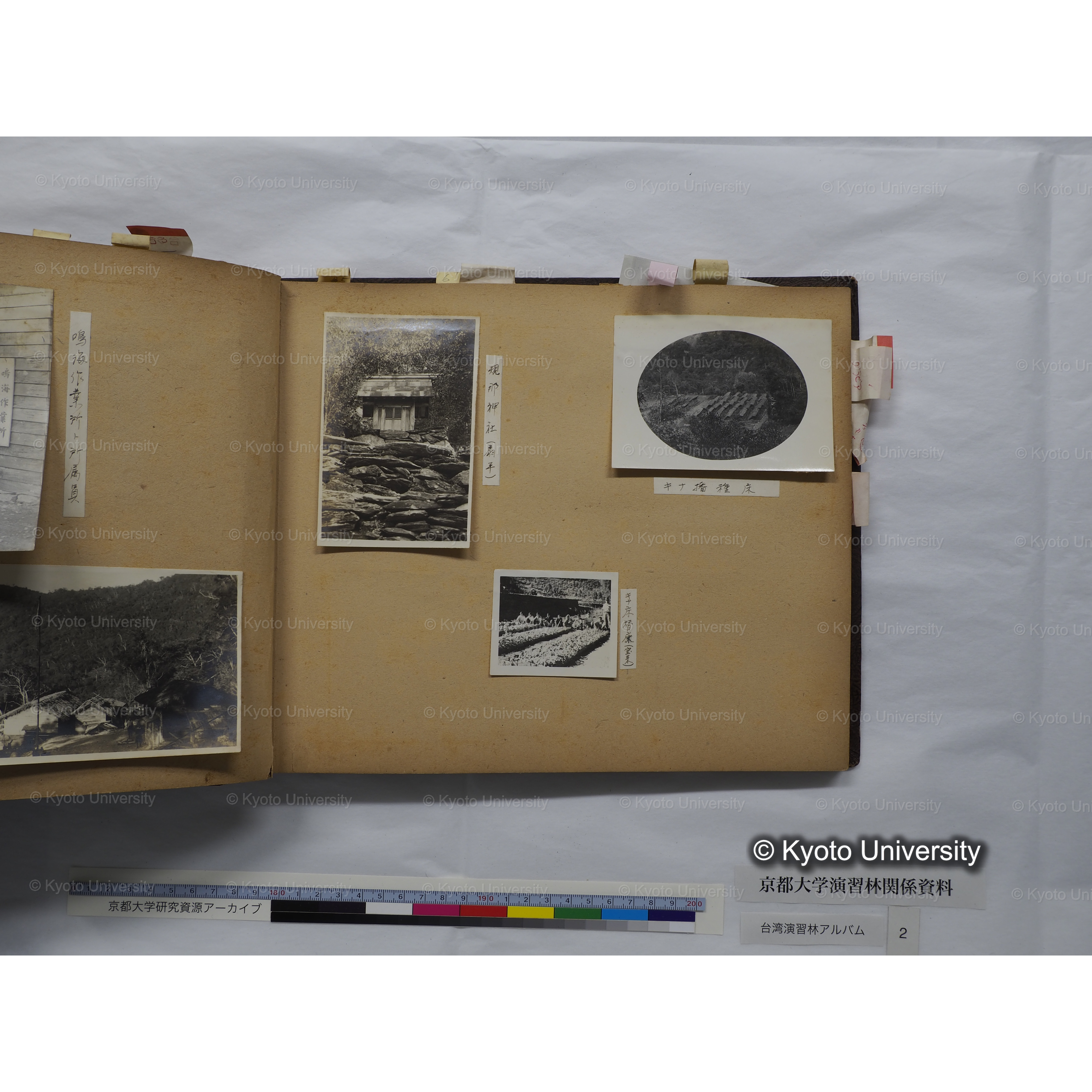 [台湾演習林アルバム(緑色表紙・赤茶色裏表紙)] (30)