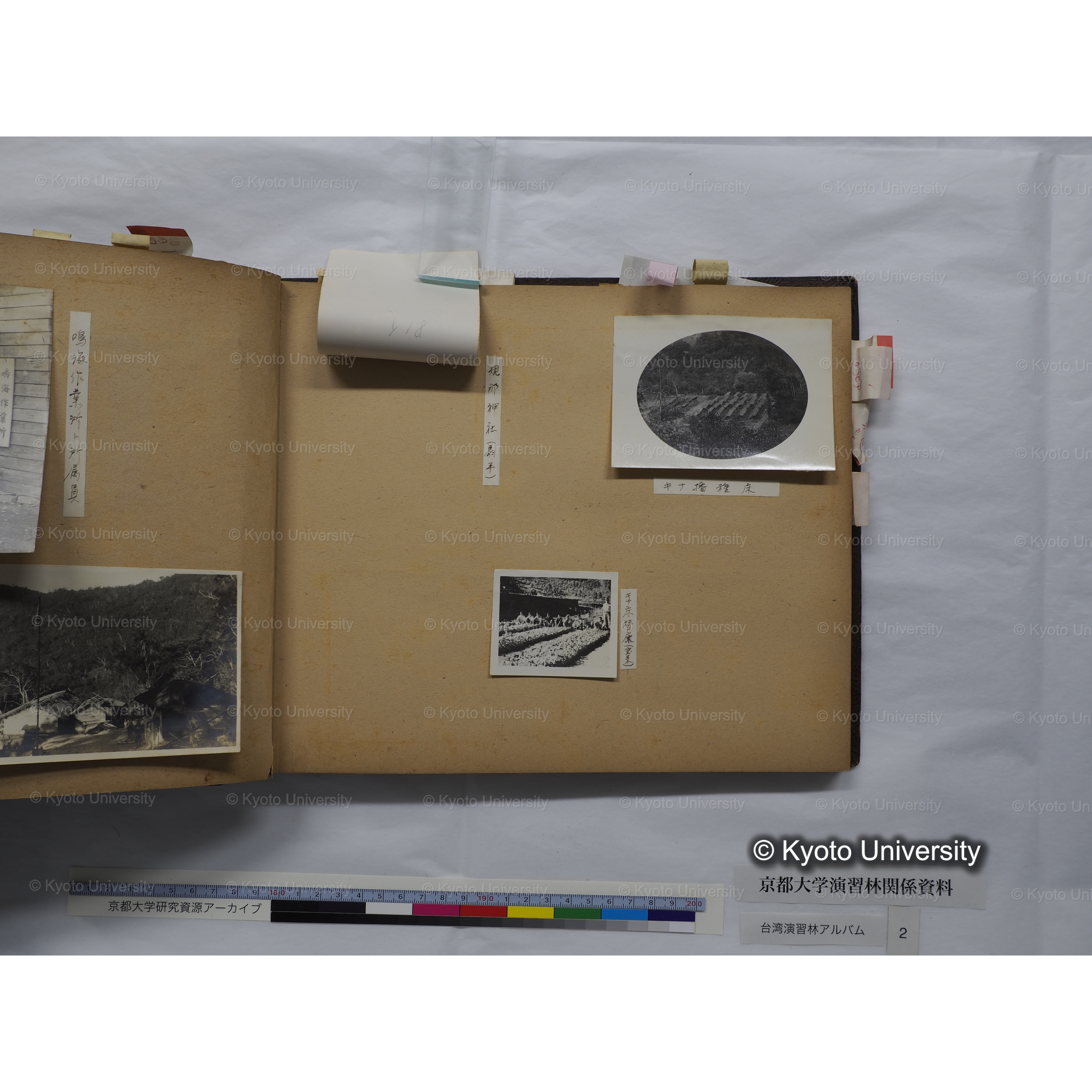 [台湾演習林アルバム(緑色表紙・赤茶色裏表紙)] (31)