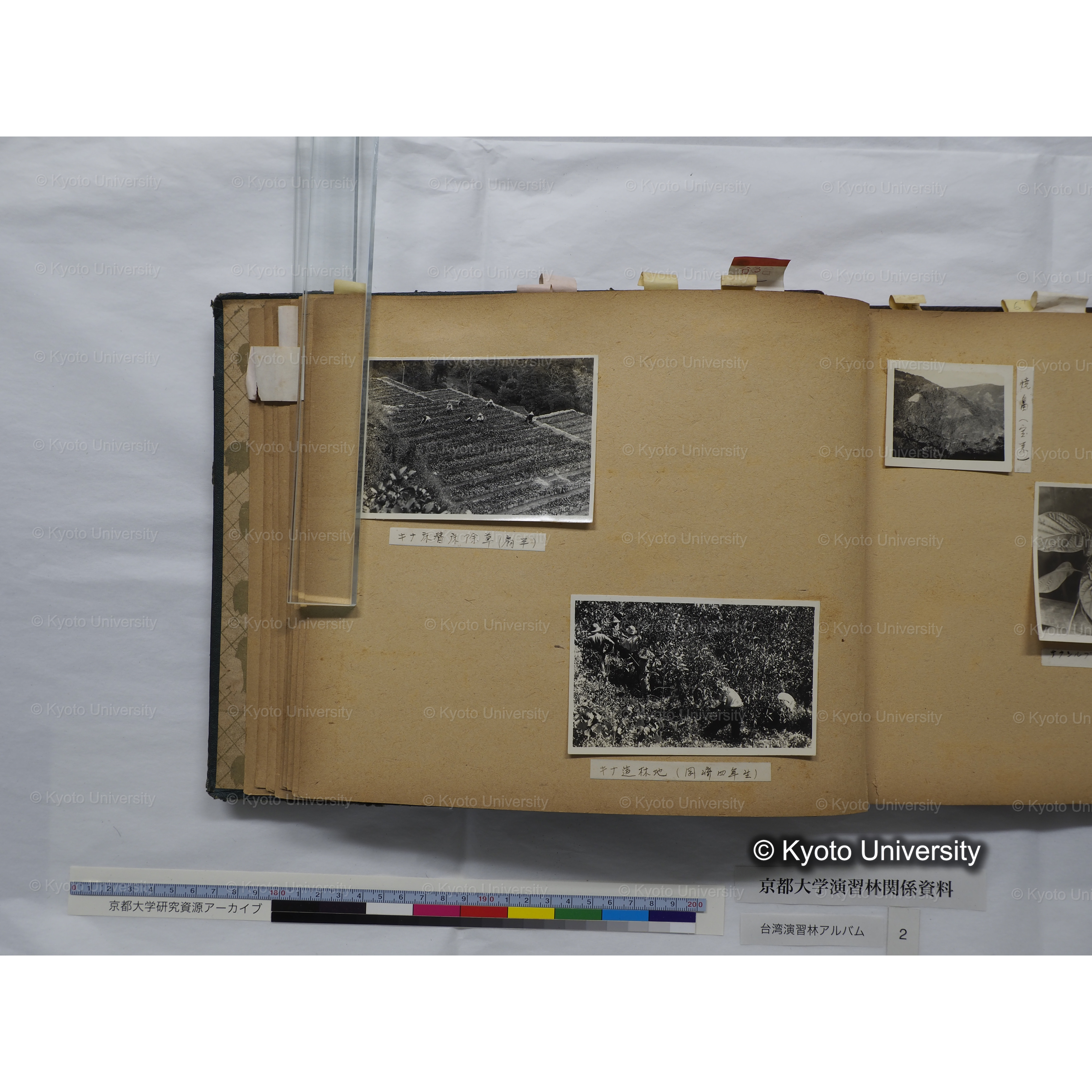 [台湾演習林アルバム(緑色表紙・赤茶色裏表紙)] (32)