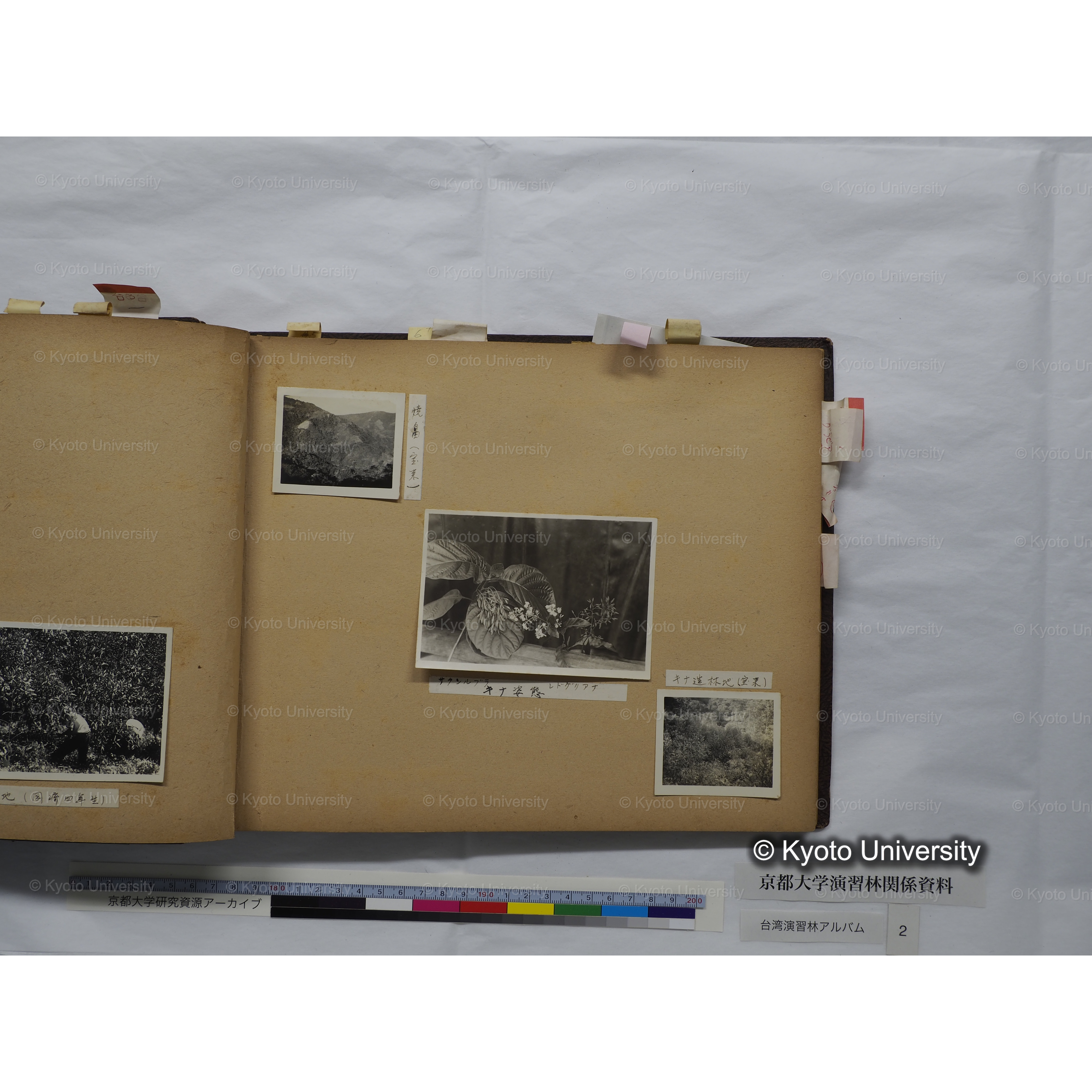 [台湾演習林アルバム(緑色表紙・赤茶色裏表紙)] (33)