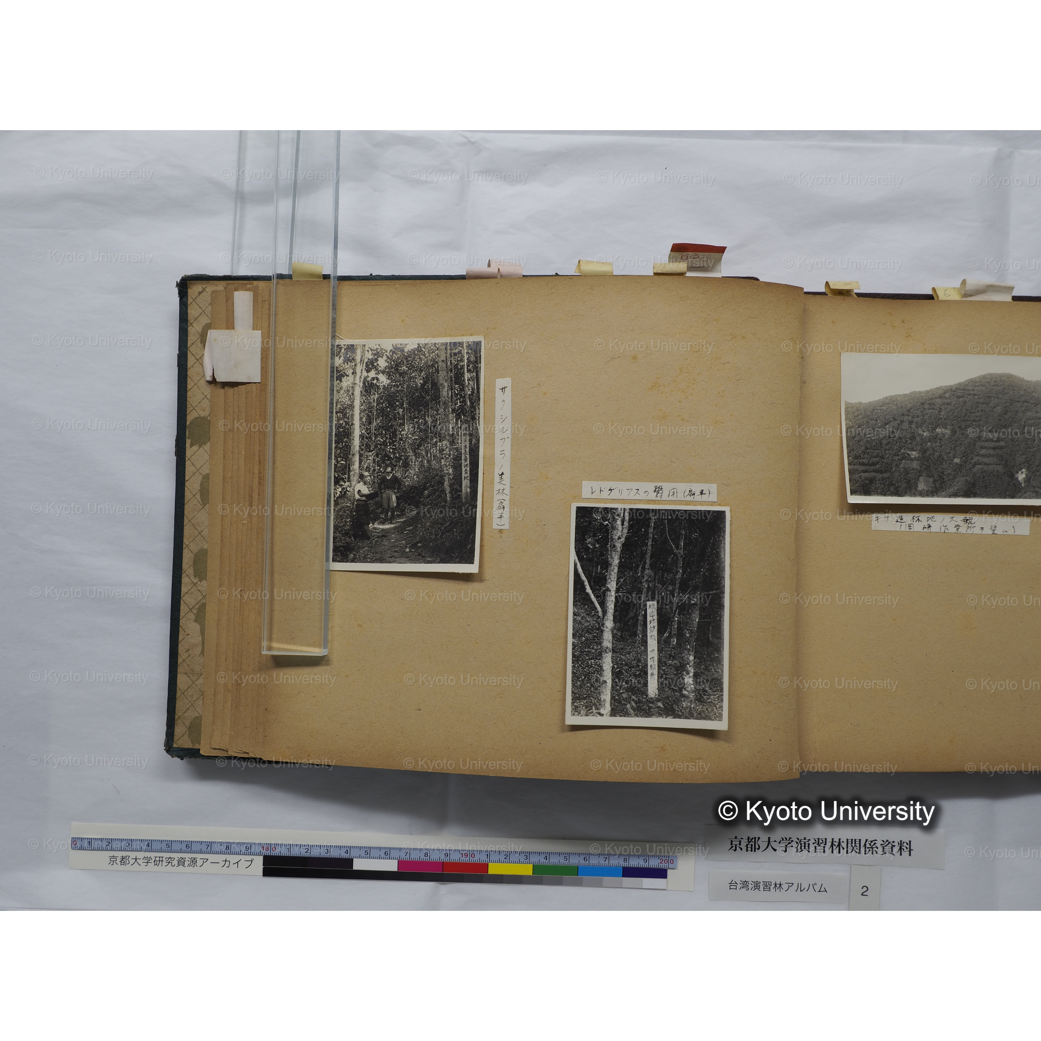 [台湾演習林アルバム(緑色表紙・赤茶色裏表紙)] (34)