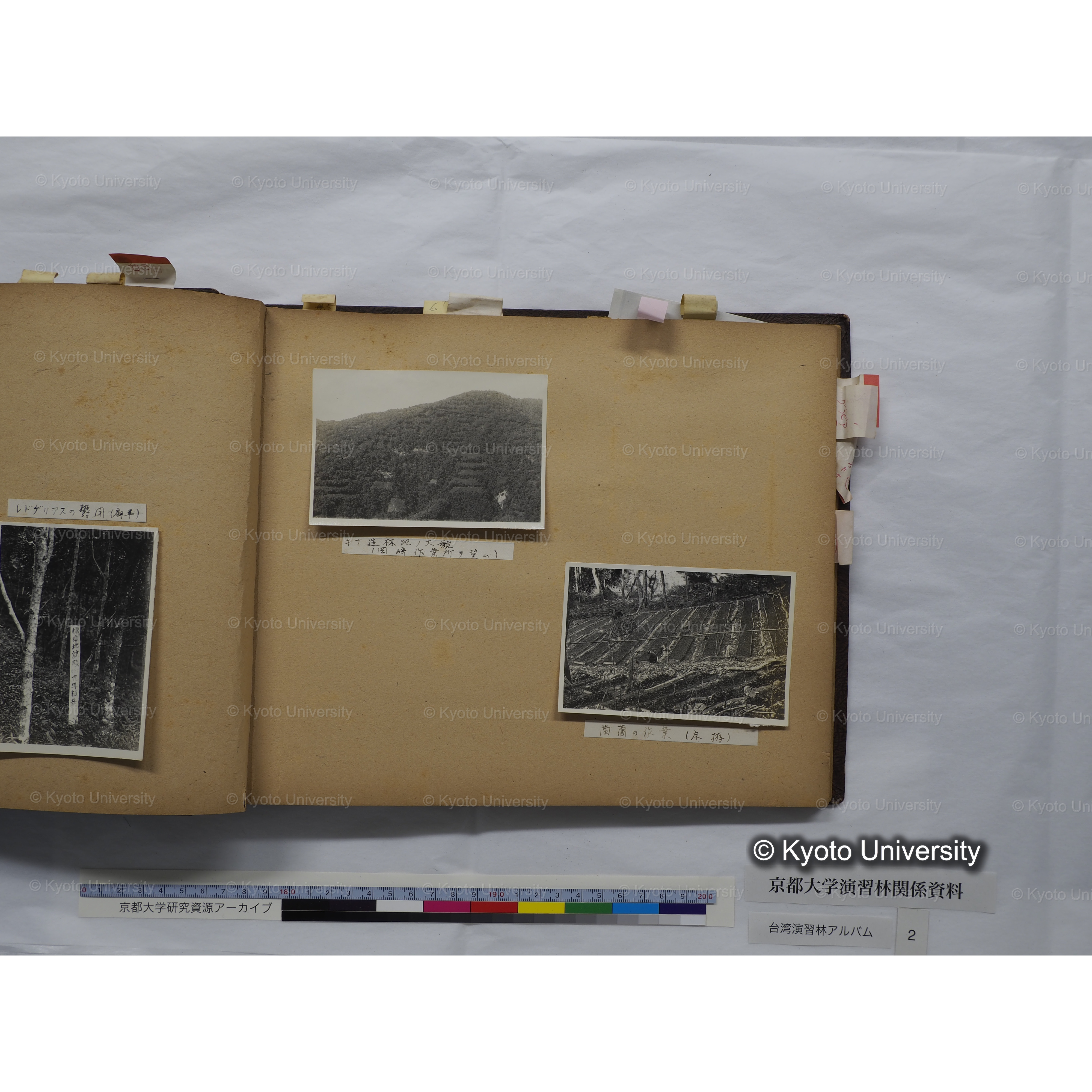 [台湾演習林アルバム(緑色表紙・赤茶色裏表紙)] (35)