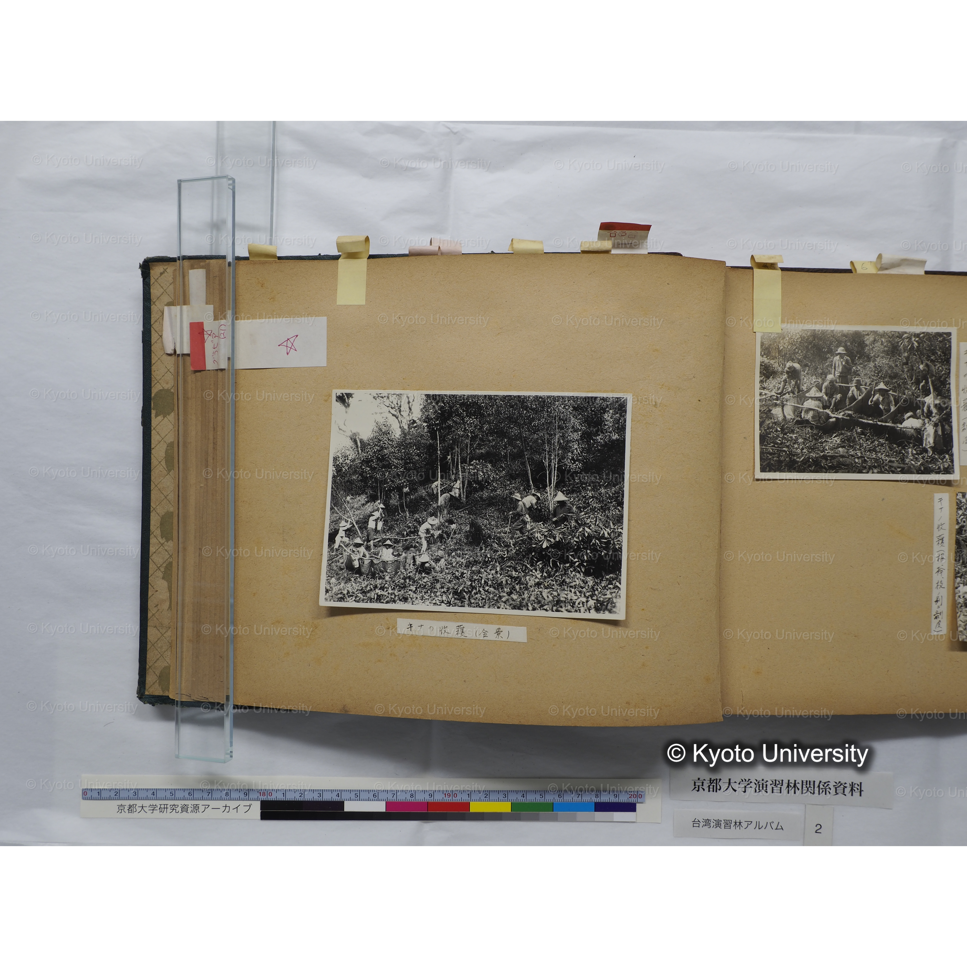 [台湾演習林アルバム(緑色表紙・赤茶色裏表紙)] (36)