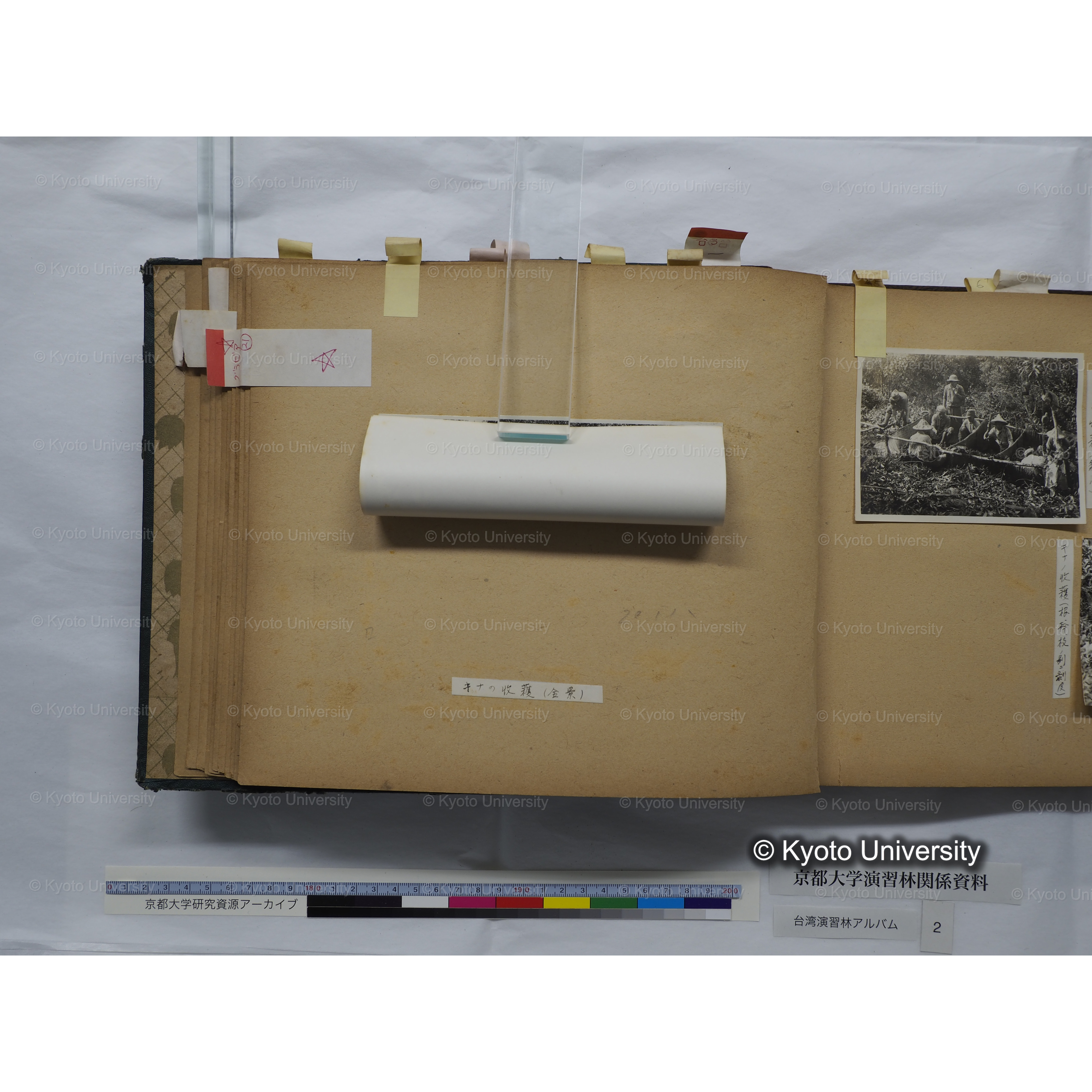 [台湾演習林アルバム(緑色表紙・赤茶色裏表紙)] (37)