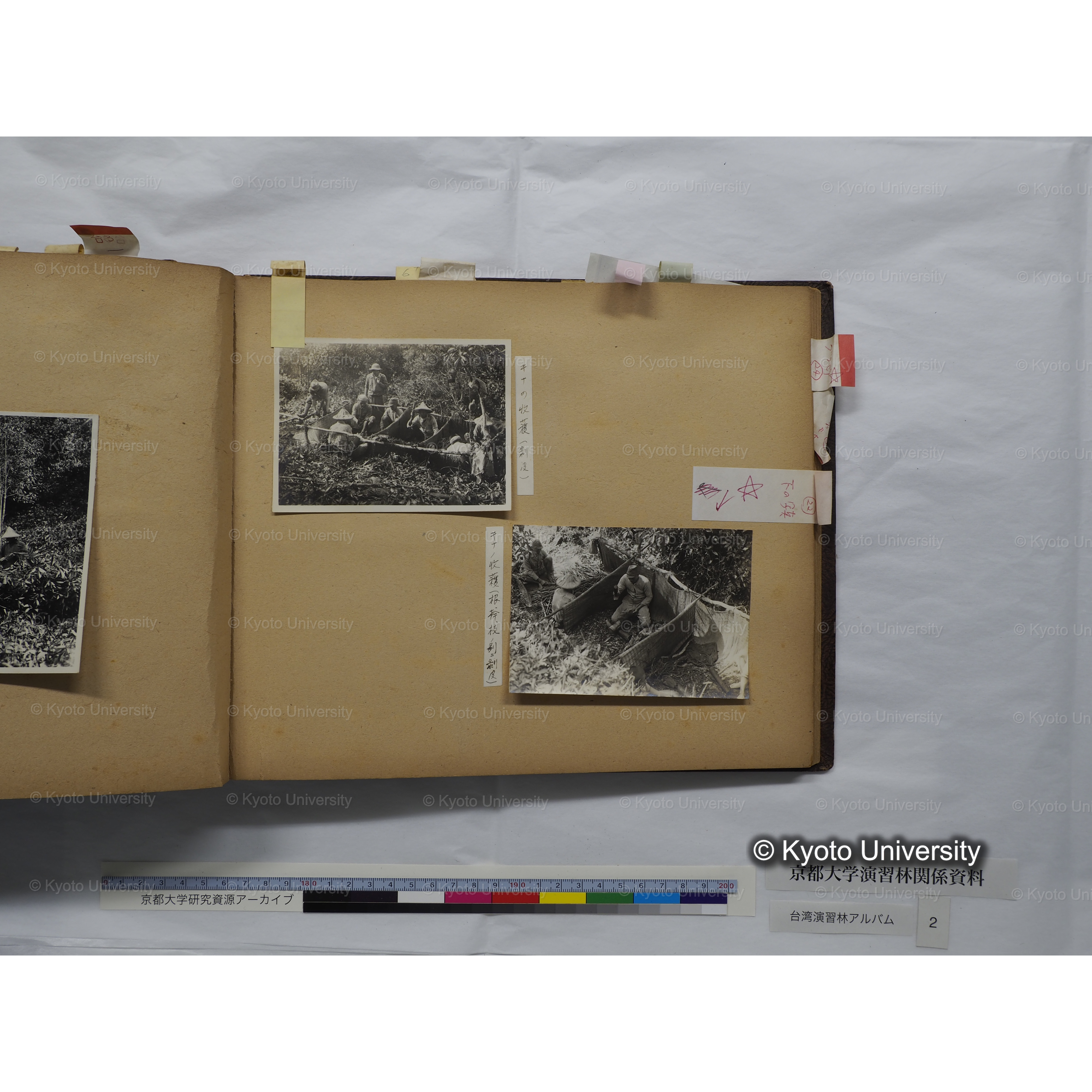 [台湾演習林アルバム(緑色表紙・赤茶色裏表紙)] (38)