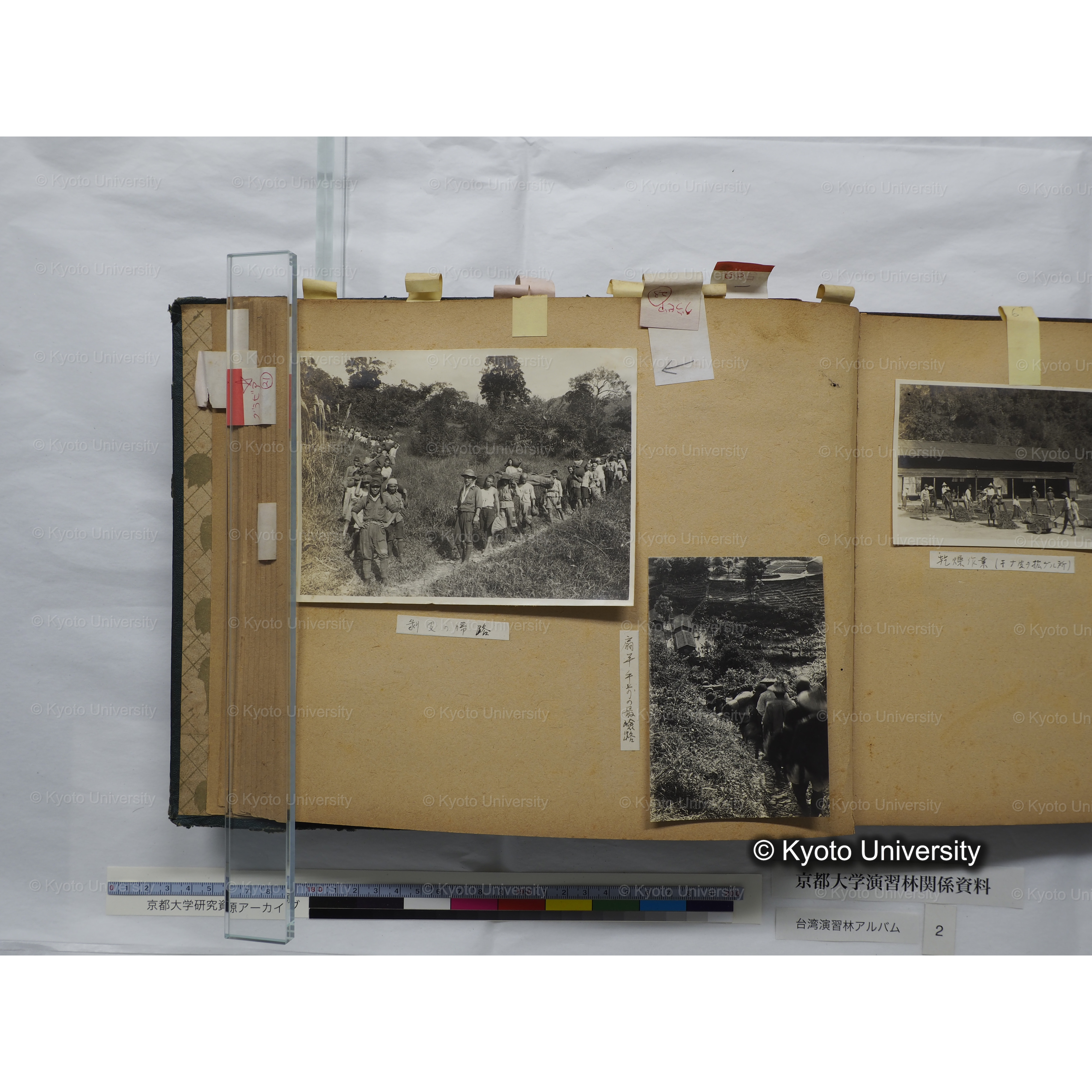 [台湾演習林アルバム(緑色表紙・赤茶色裏表紙)] (39)