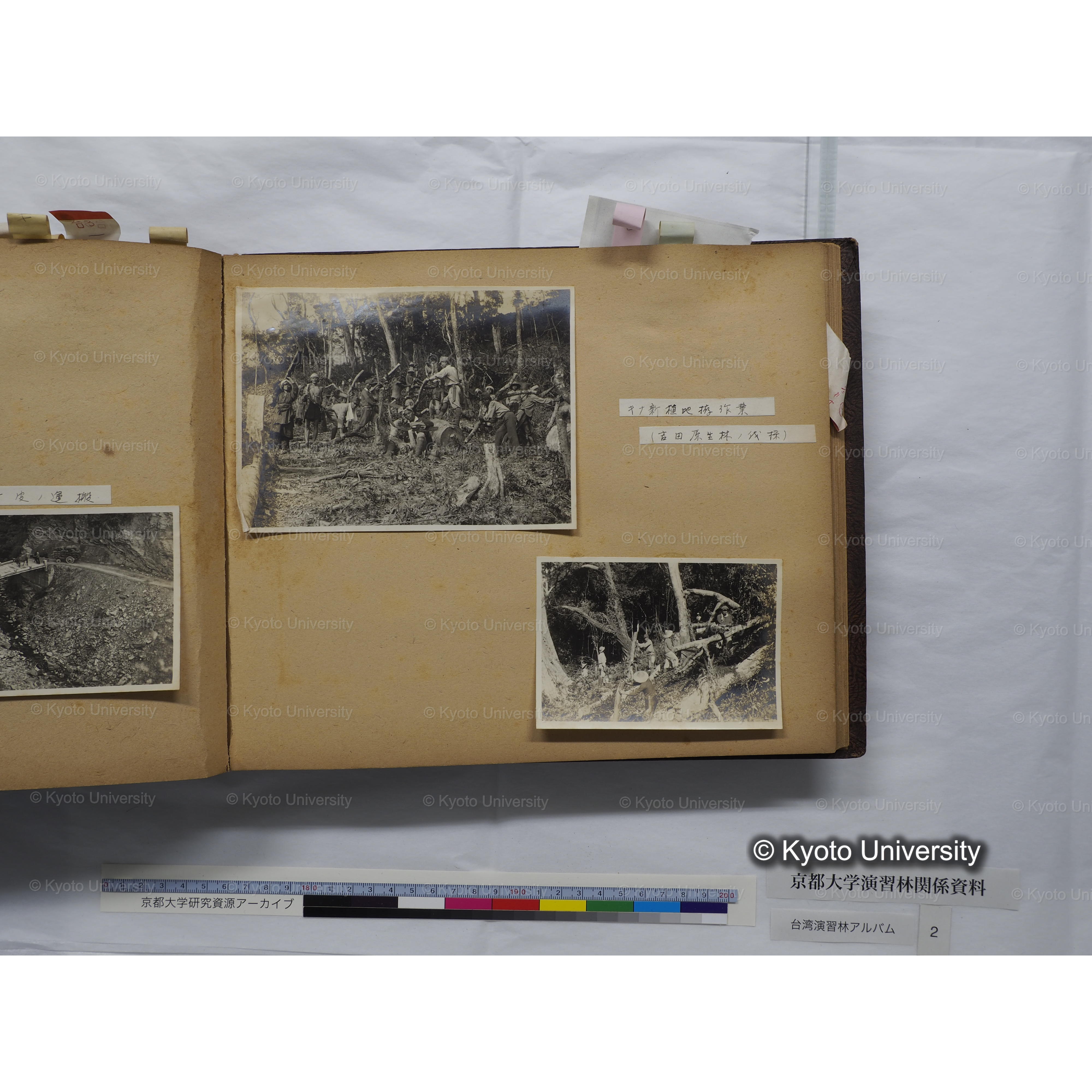 [台湾演習林アルバム(緑色表紙・赤茶色裏表紙)] (43)