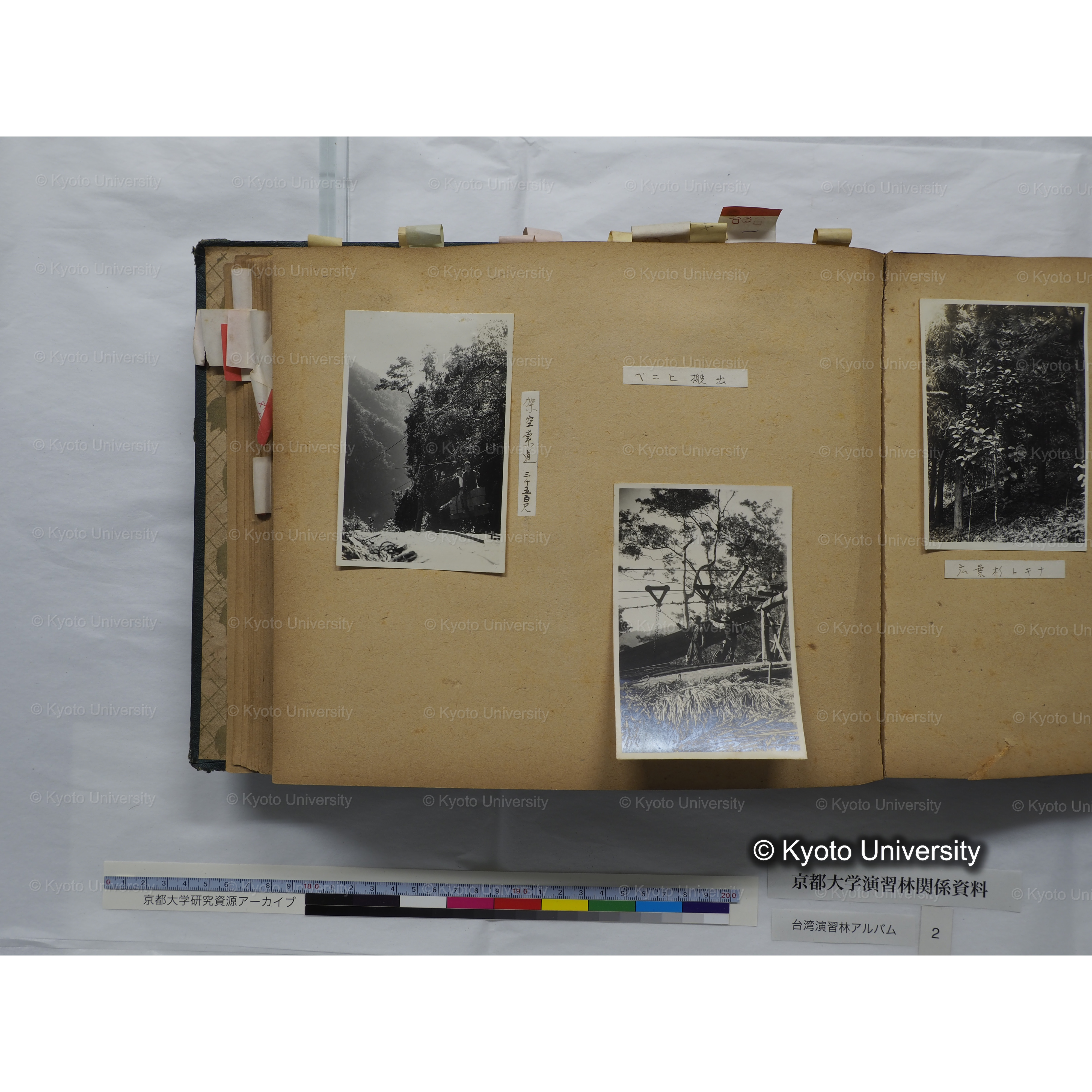 [台湾演習林アルバム(緑色表紙・赤茶色裏表紙)] (46)