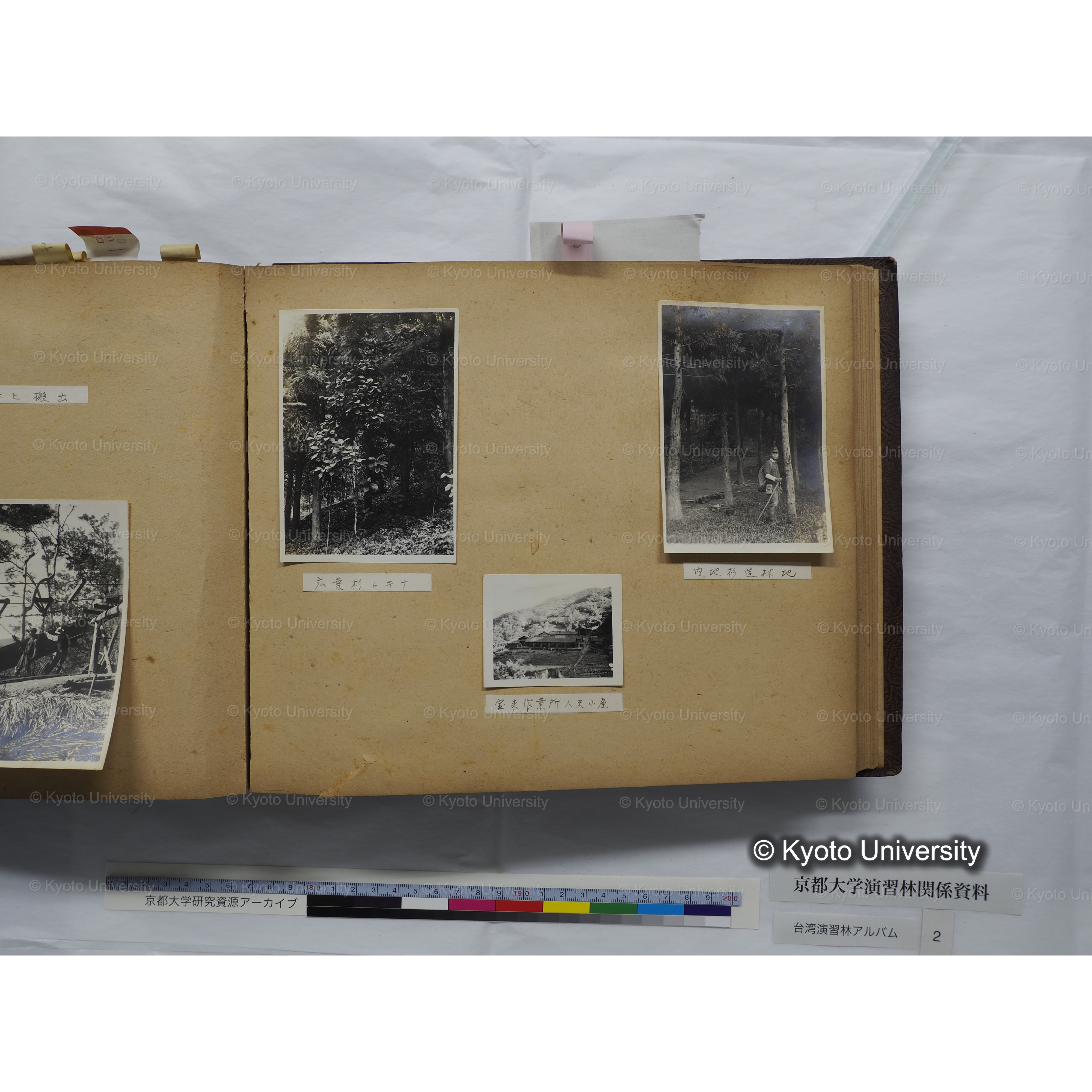 [台湾演習林アルバム(緑色表紙・赤茶色裏表紙)] (47)