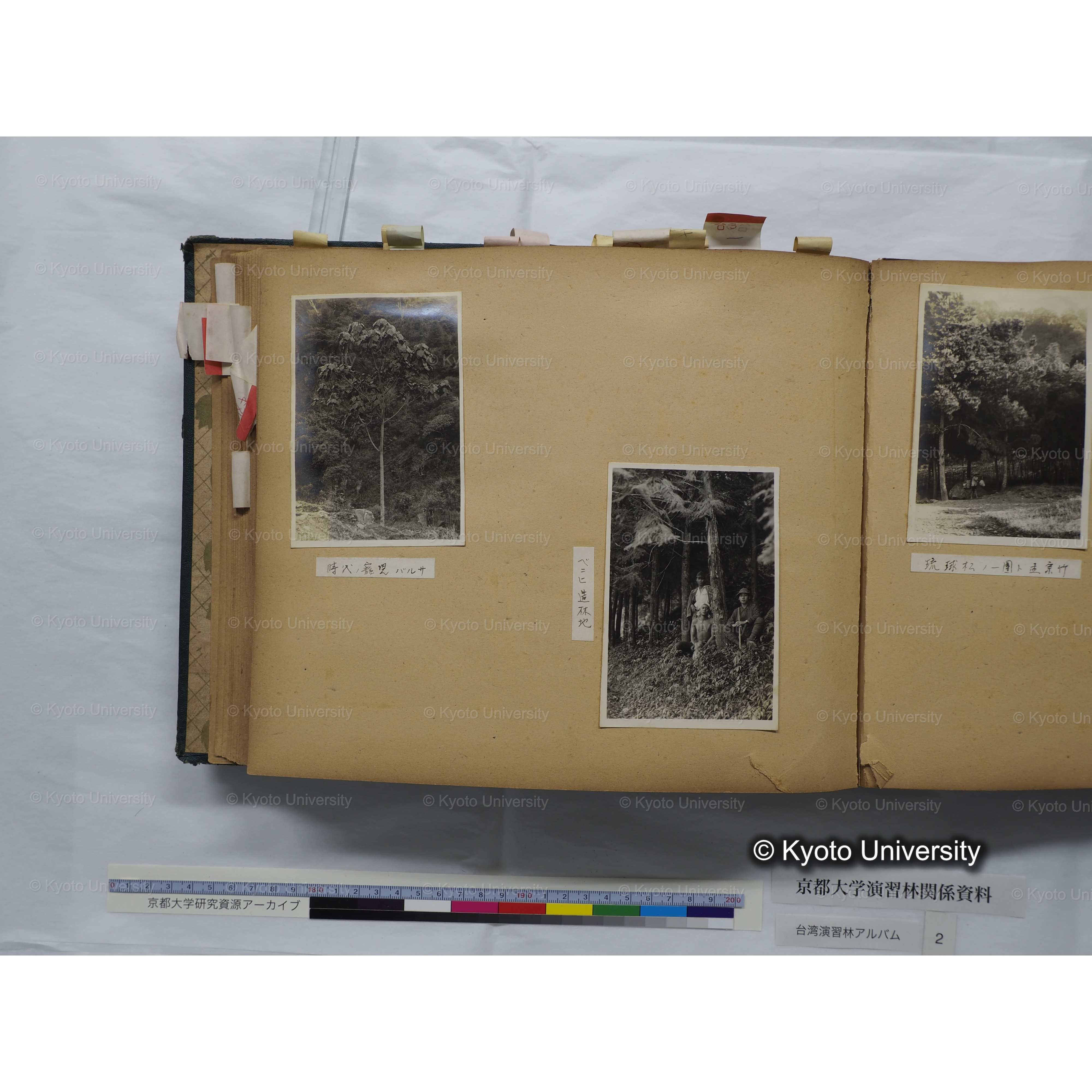 [台湾演習林アルバム(緑色表紙・赤茶色裏表紙)] (48)