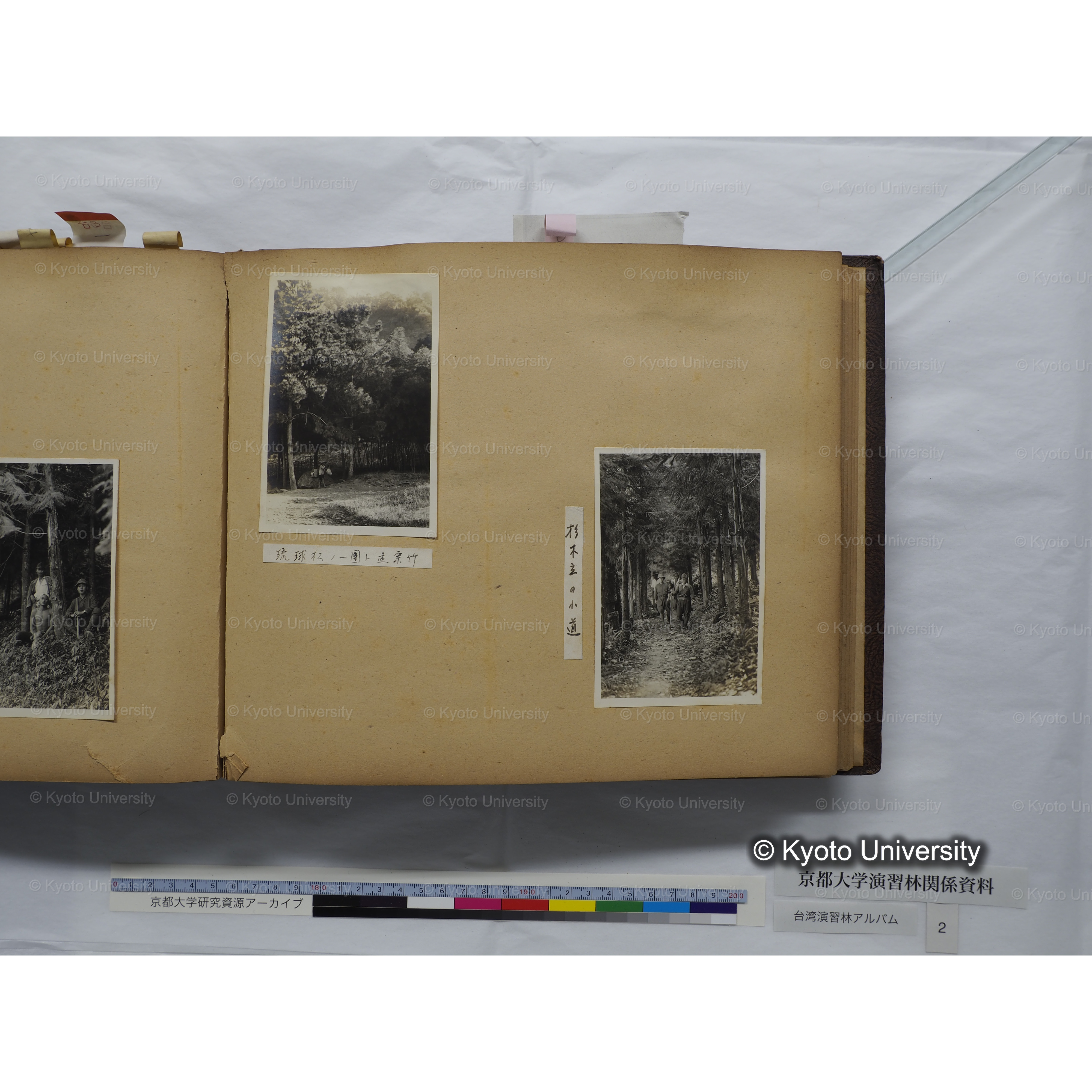 [台湾演習林アルバム(緑色表紙・赤茶色裏表紙)] (49)