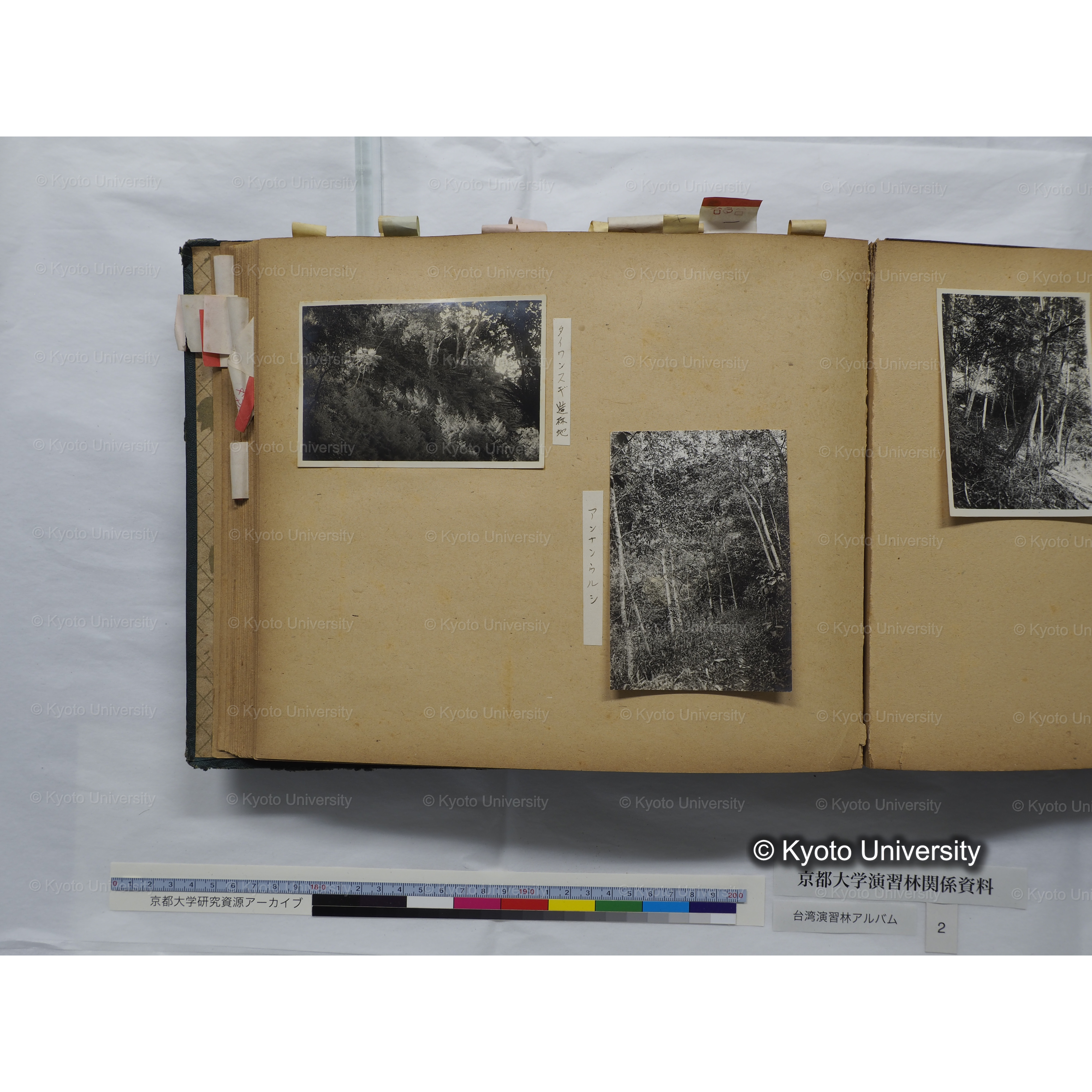 [台湾演習林アルバム(緑色表紙・赤茶色裏表紙)] (50)