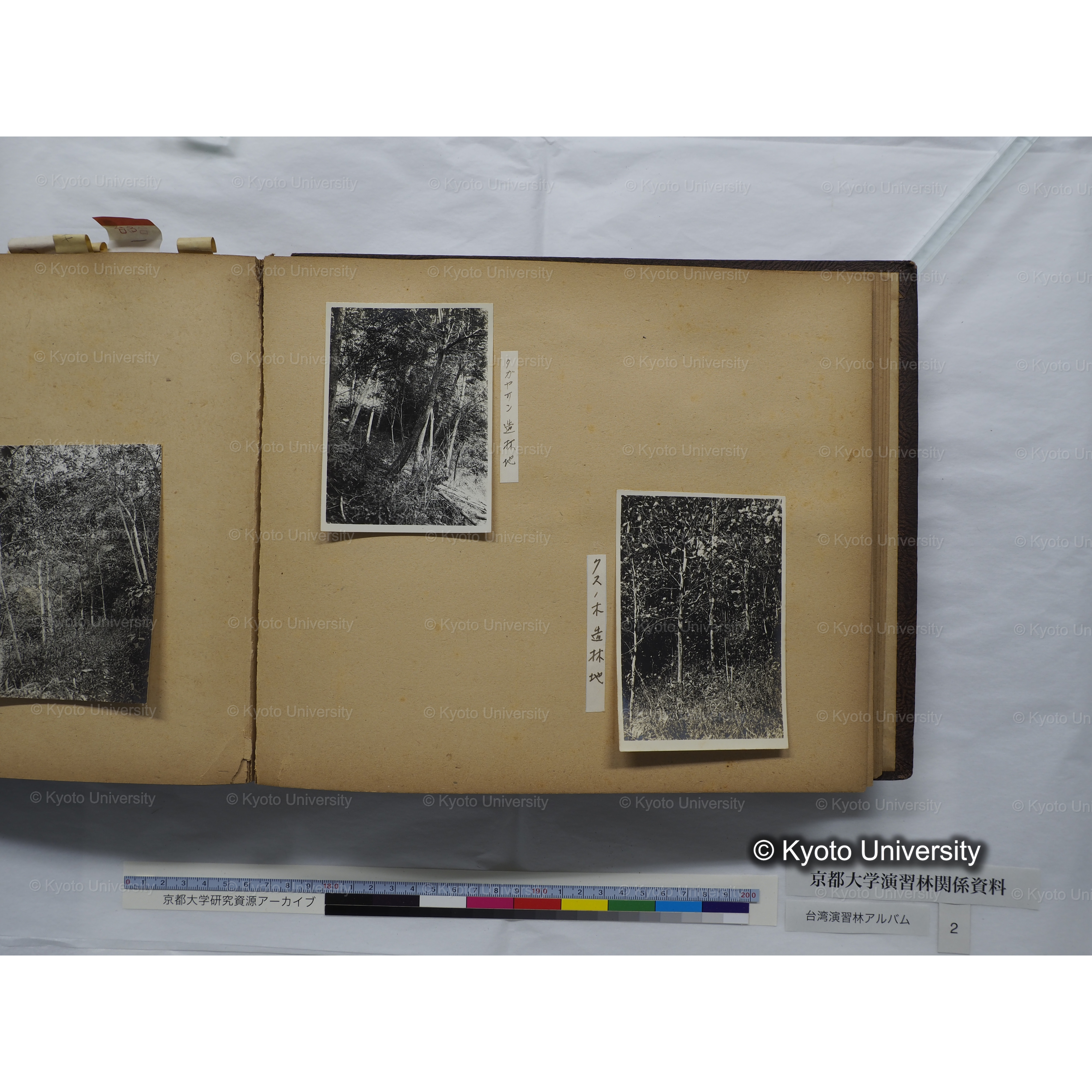 [台湾演習林アルバム(緑色表紙・赤茶色裏表紙)] (51)