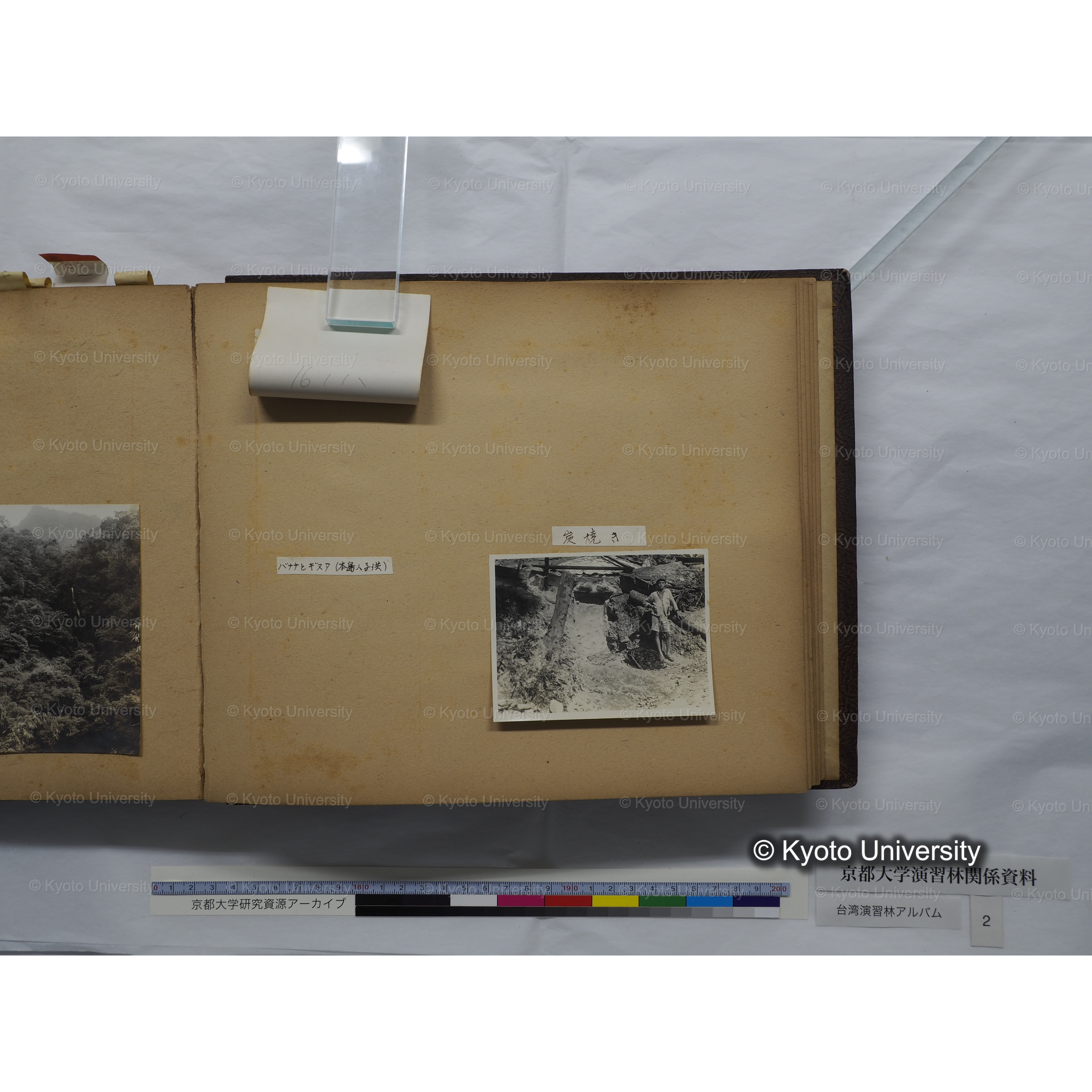 [台湾演習林アルバム(緑色表紙・赤茶色裏表紙)] (56)