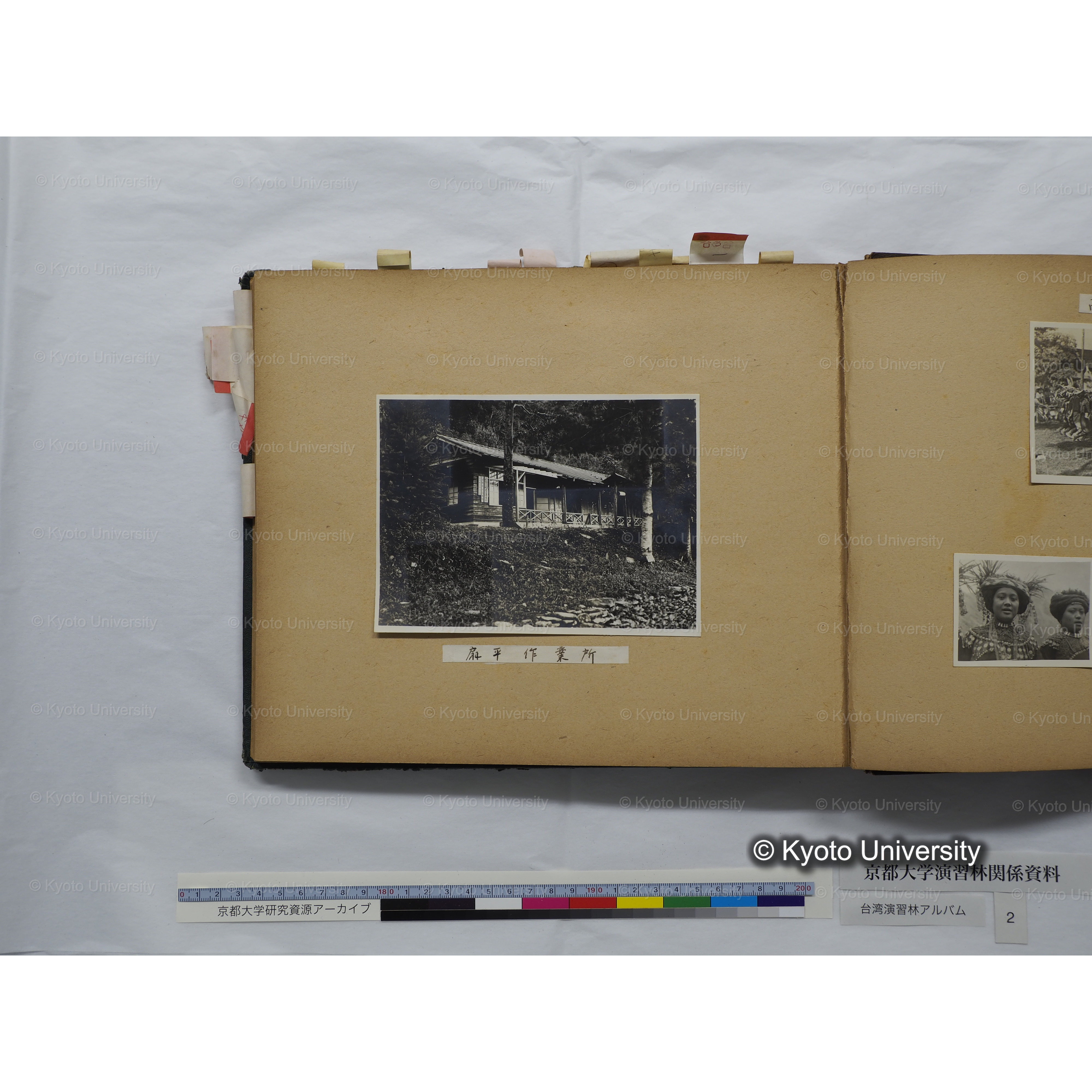 [台湾演習林アルバム(緑色表紙・赤茶色裏表紙)] (59)