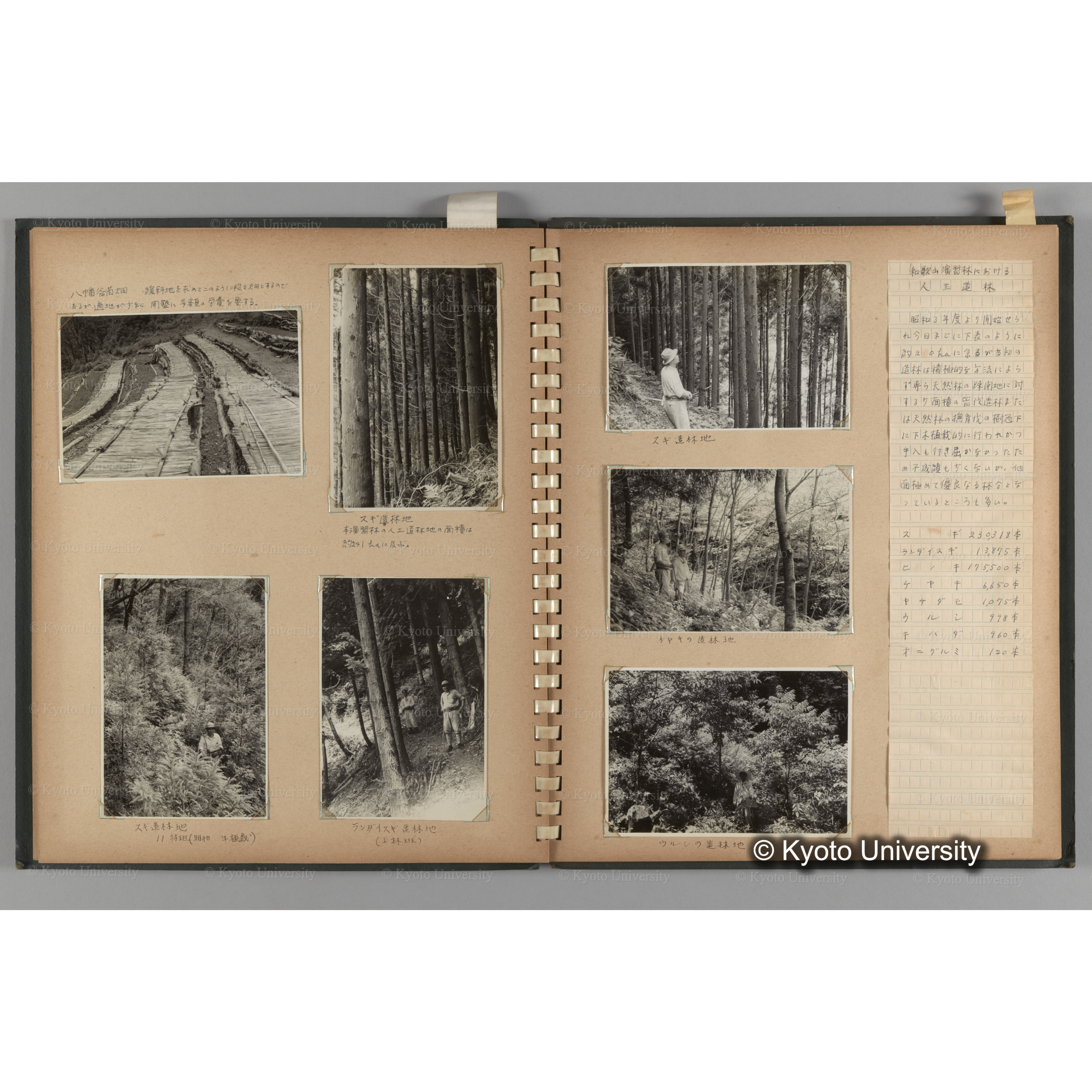 [国内演習林緑アルバム1957(緑色表紙)] PHOTO ALBUM (ラベル)「No.3 和歌山演習林 北海道演習林」. (7)