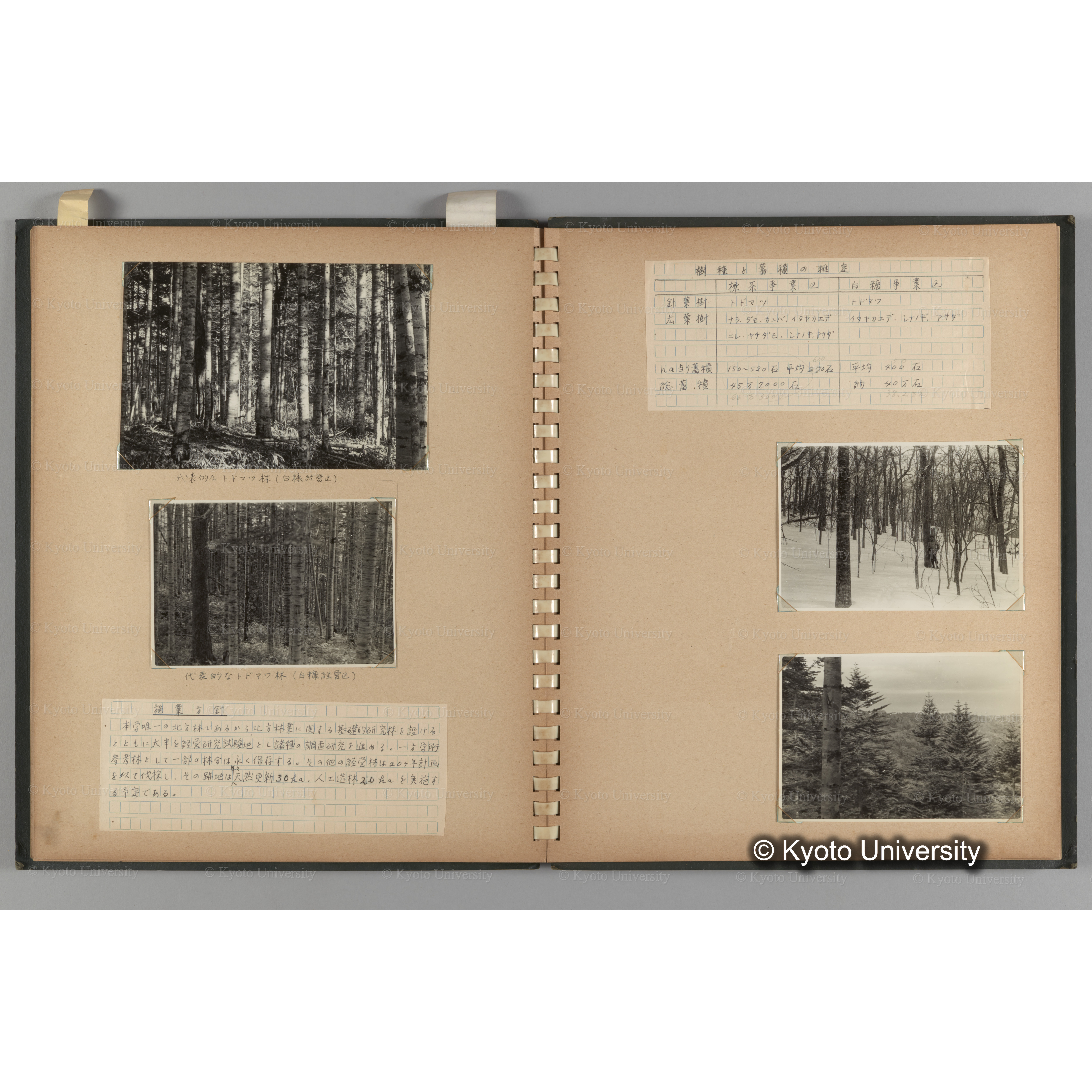 [国内演習林緑アルバム1957(緑色表紙)] PHOTO ALBUM (ラベル)「No.3 和歌山演習林 北海道演習林」. (9)
