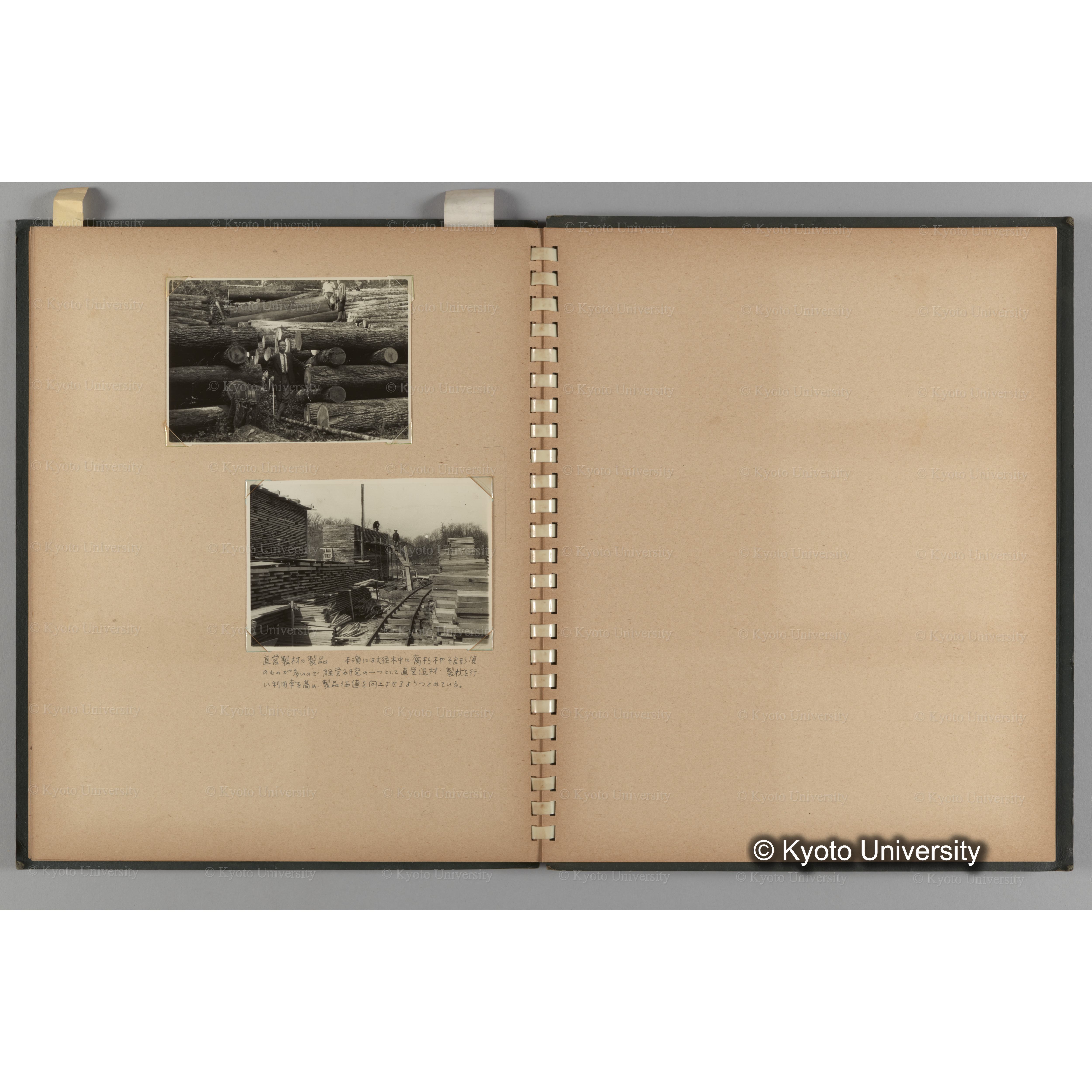 [国内演習林緑アルバム1957(緑色表紙)] PHOTO ALBUM (ラベル)「No.3 和歌山演習林 北海道演習林」. (11)