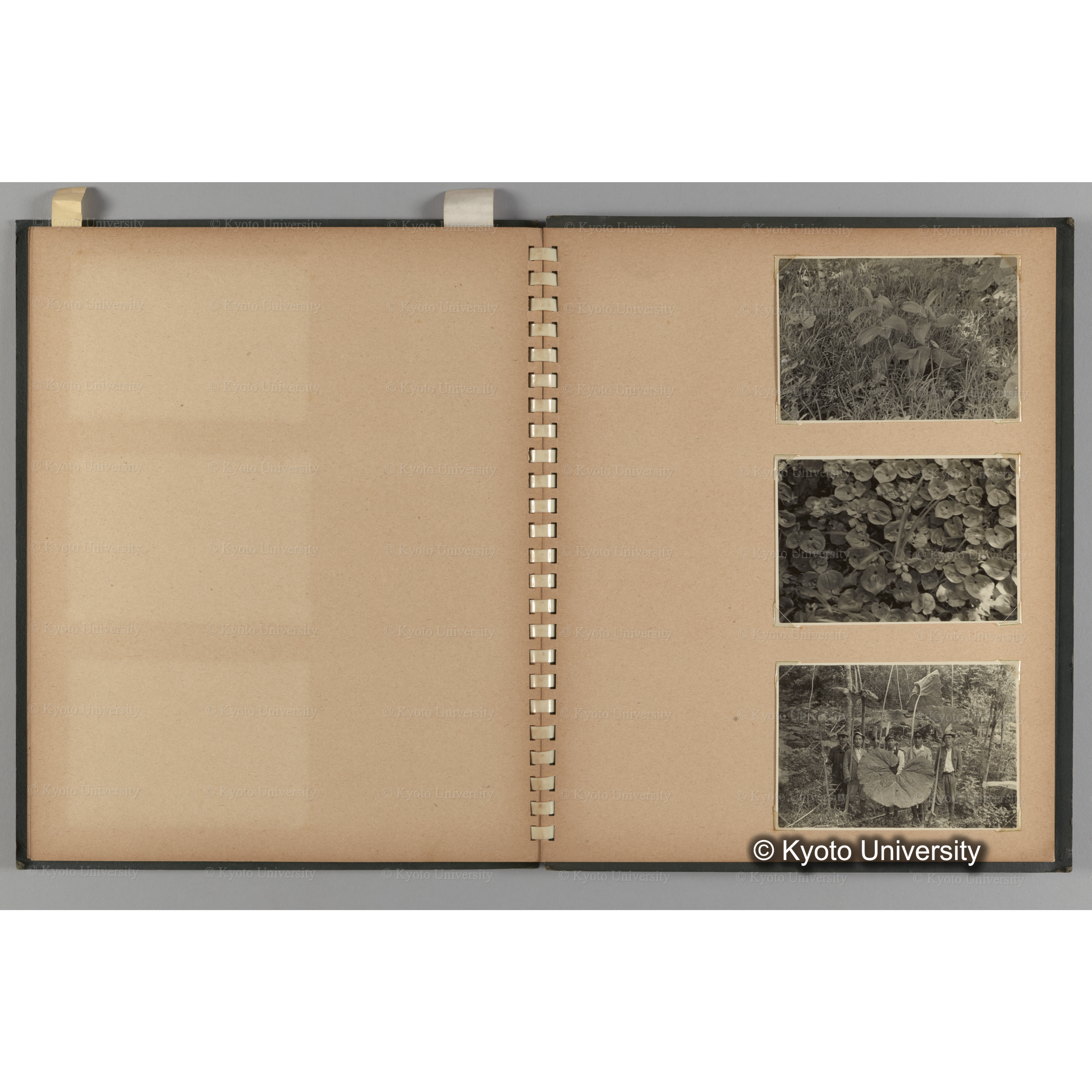 [国内演習林緑アルバム1957(緑色表紙)] PHOTO ALBUM (ラベル)「No.3 和歌山演習林 北海道演習林」. (12)