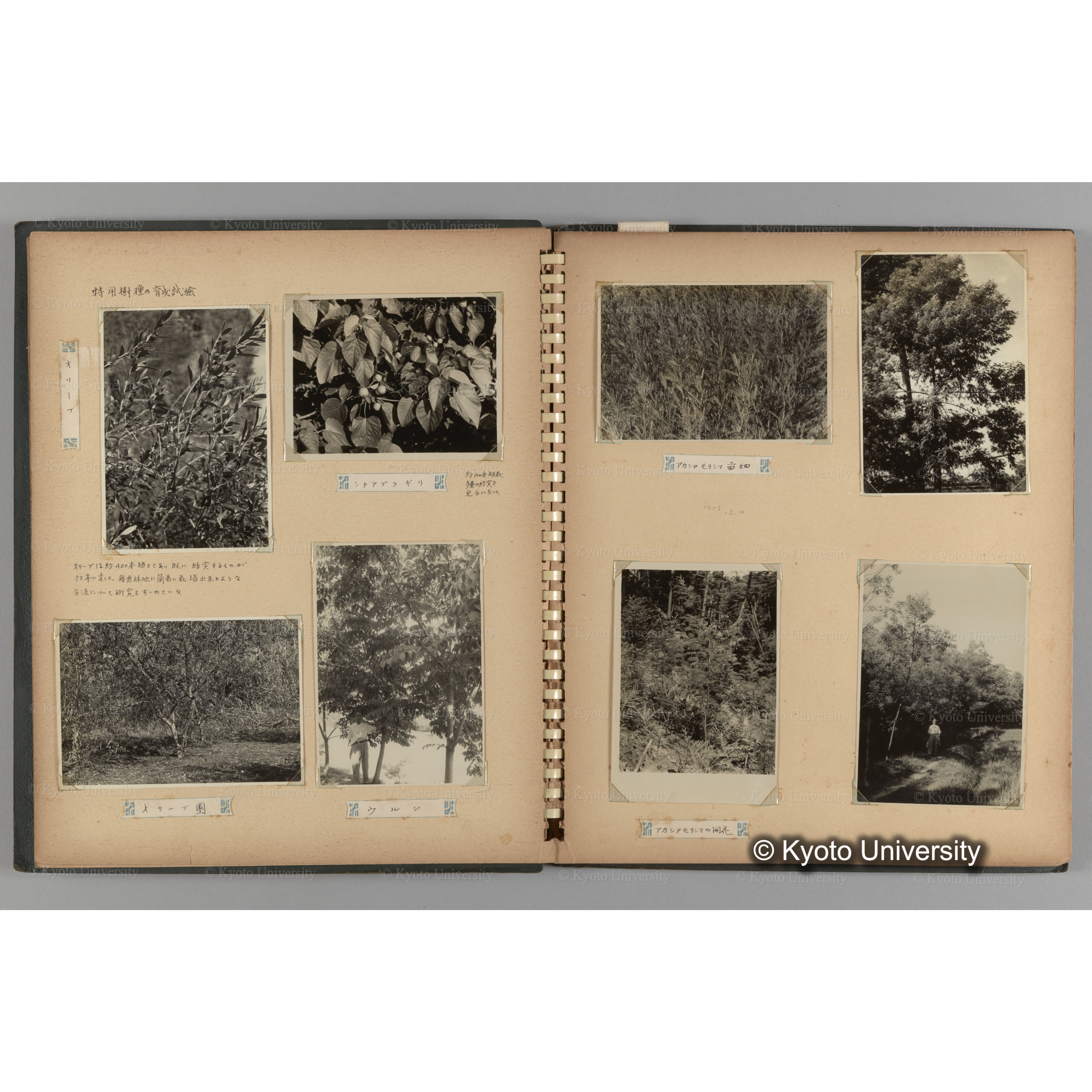 [国内演習林緑アルバム1957(緑色表紙)] PHOTO ALBUM (ラベル)「(破損)[No.4 白浜試験]地 (破損)[徳山]試験地」. (5)