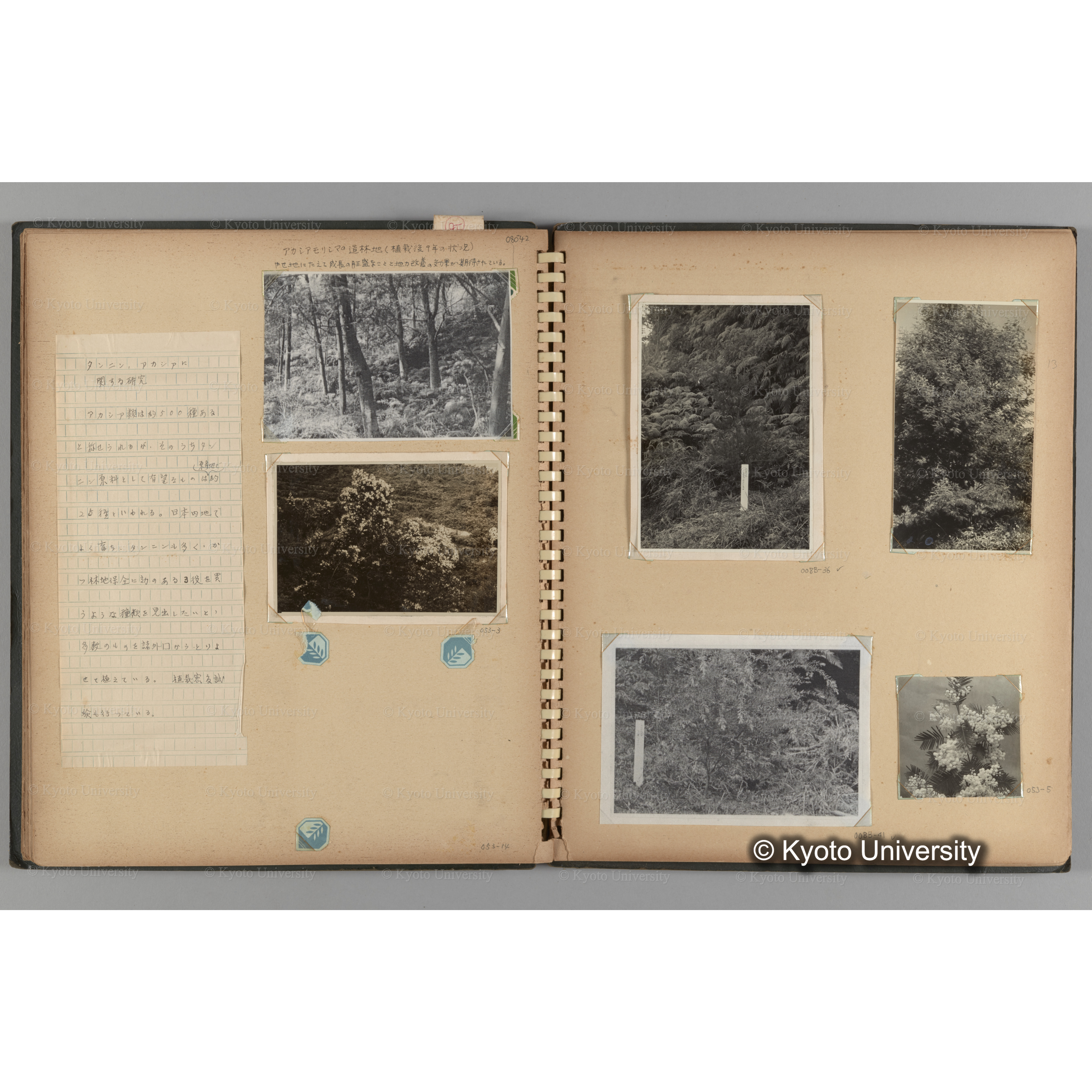 [国内演習林緑アルバム1957(緑色表紙)] PHOTO ALBUM (ラベル)「(破損)[No.4 白浜試験]地 (破損)[徳山]試験地」. (10)