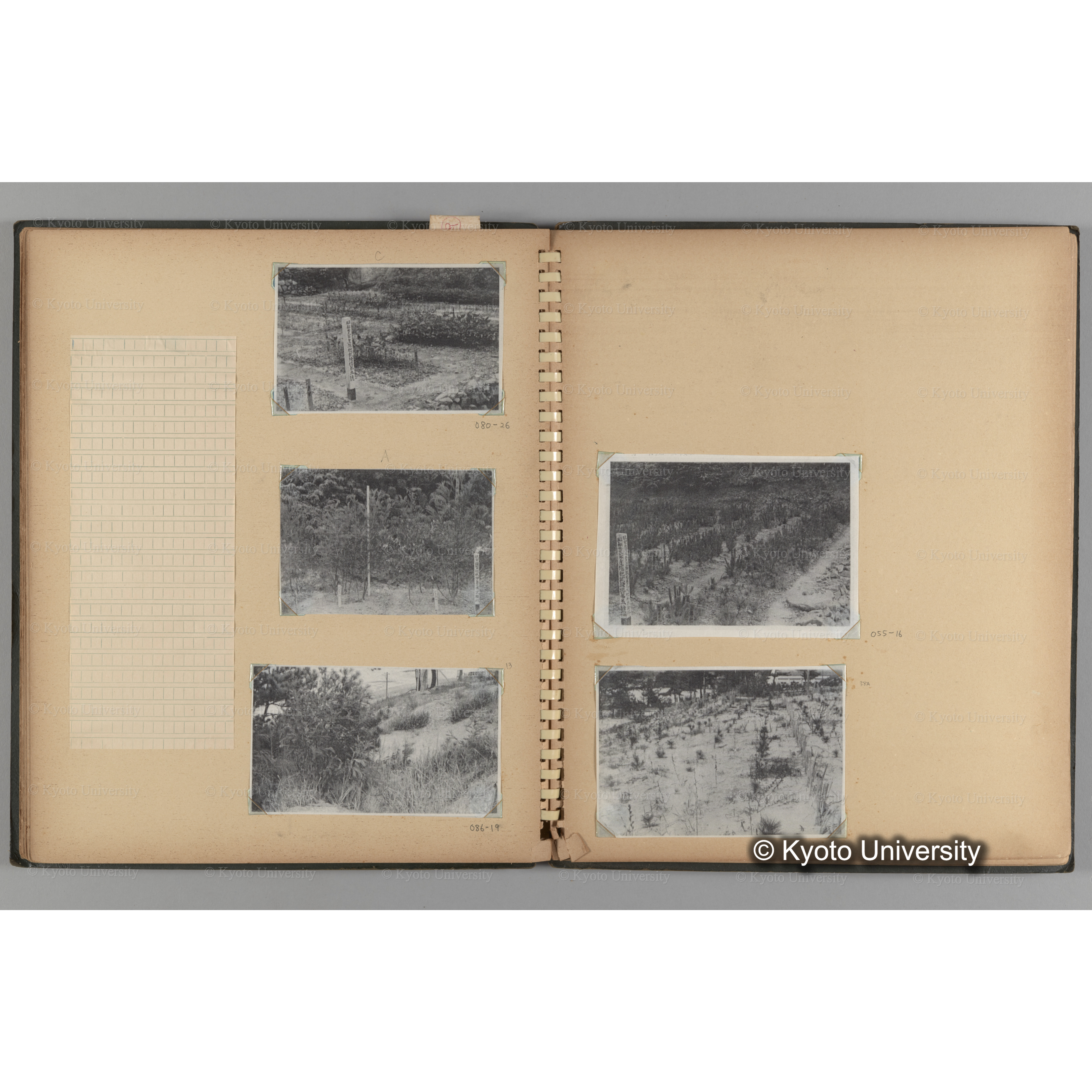 [国内演習林緑アルバム1957(緑色表紙)] PHOTO ALBUM (ラベル)「(破損)[No.4 白浜試験]地 (破損)[徳山]試験地」. (12)