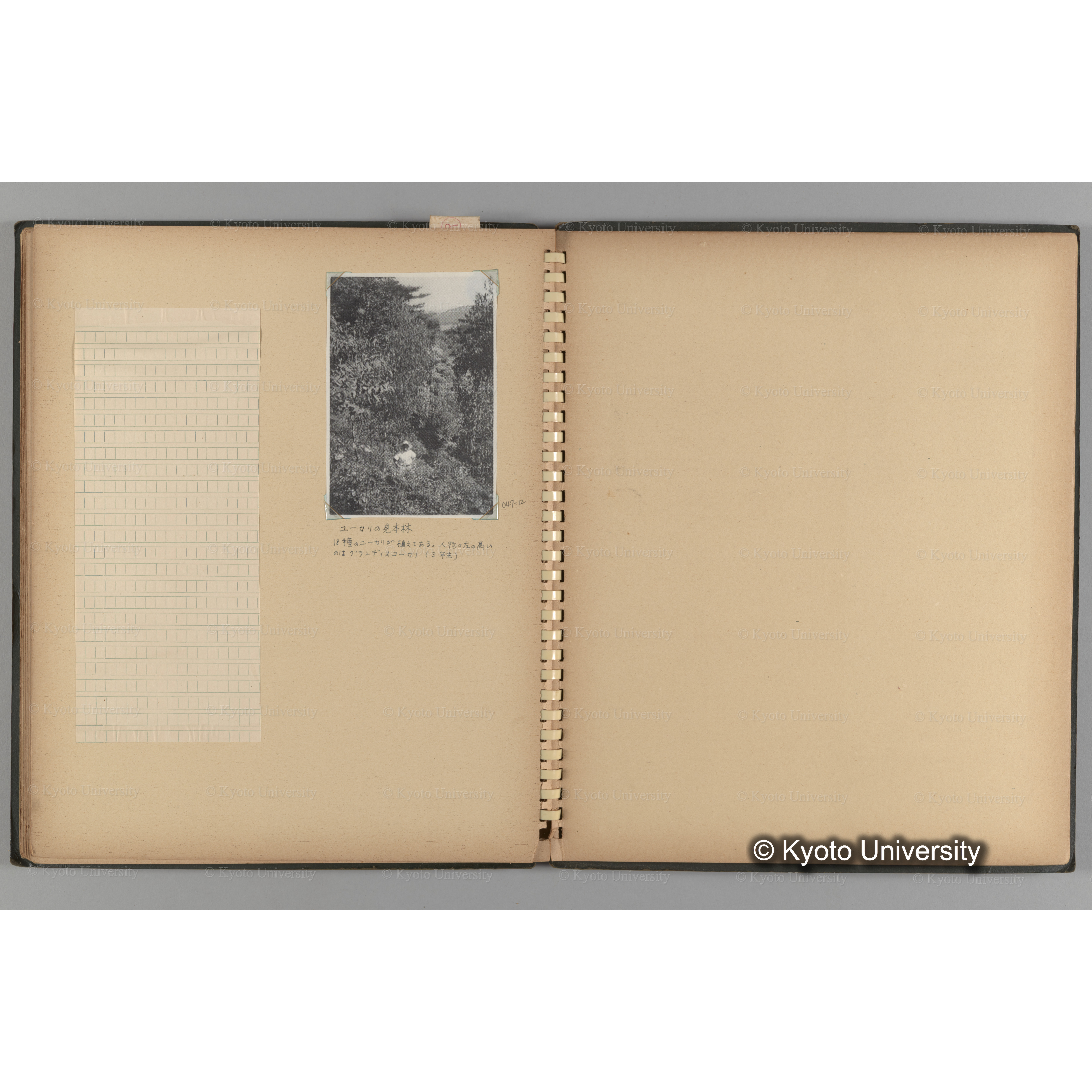 [国内演習林緑アルバム1957(緑色表紙)] PHOTO ALBUM (ラベル)「(破損)[No.4 白浜試験]地 (破損)[徳山]試験地」. (13)