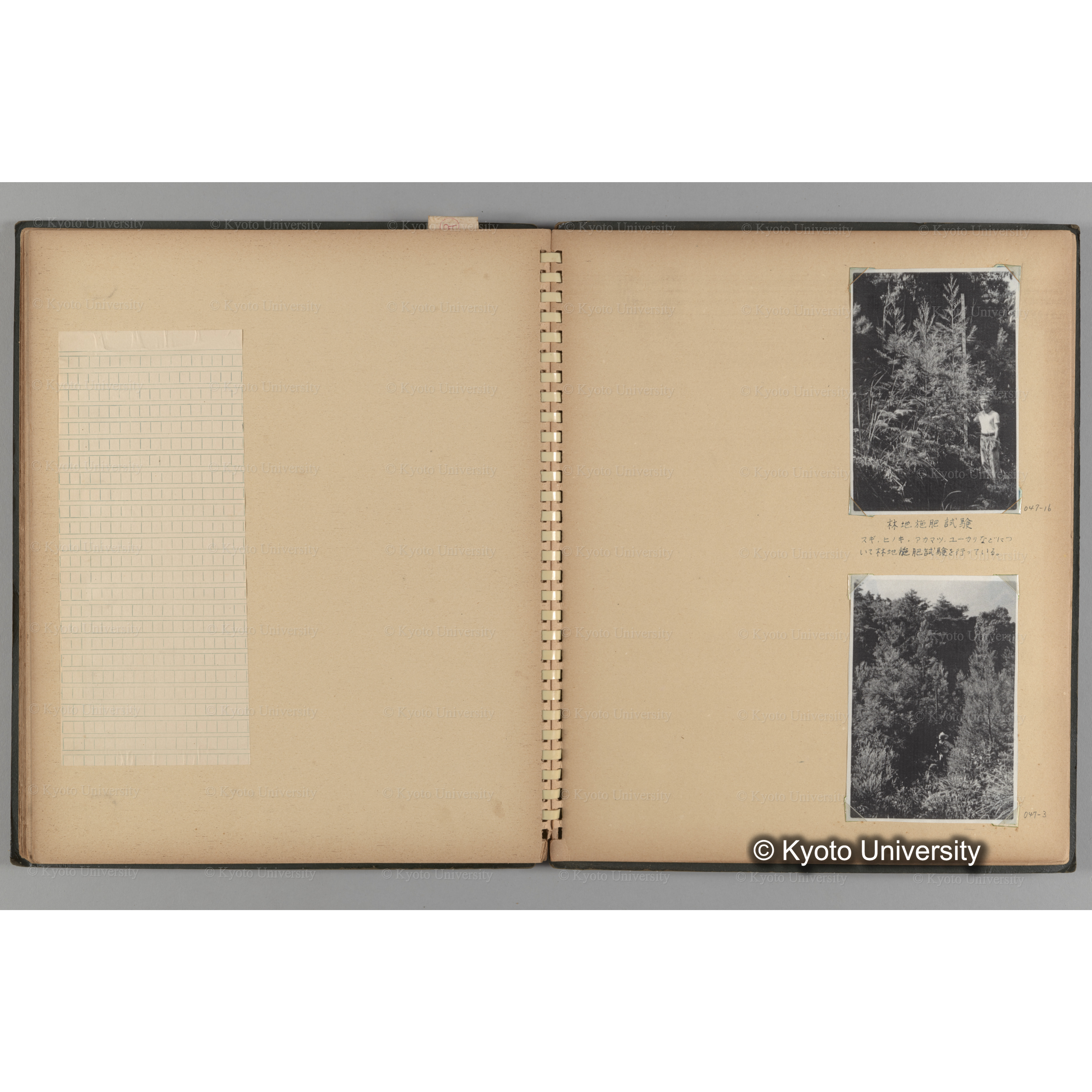 [国内演習林緑アルバム1957(緑色表紙)] PHOTO ALBUM (ラベル)「(破損)[No.4 白浜試験]地 (破損)[徳山]試験地」. (14)