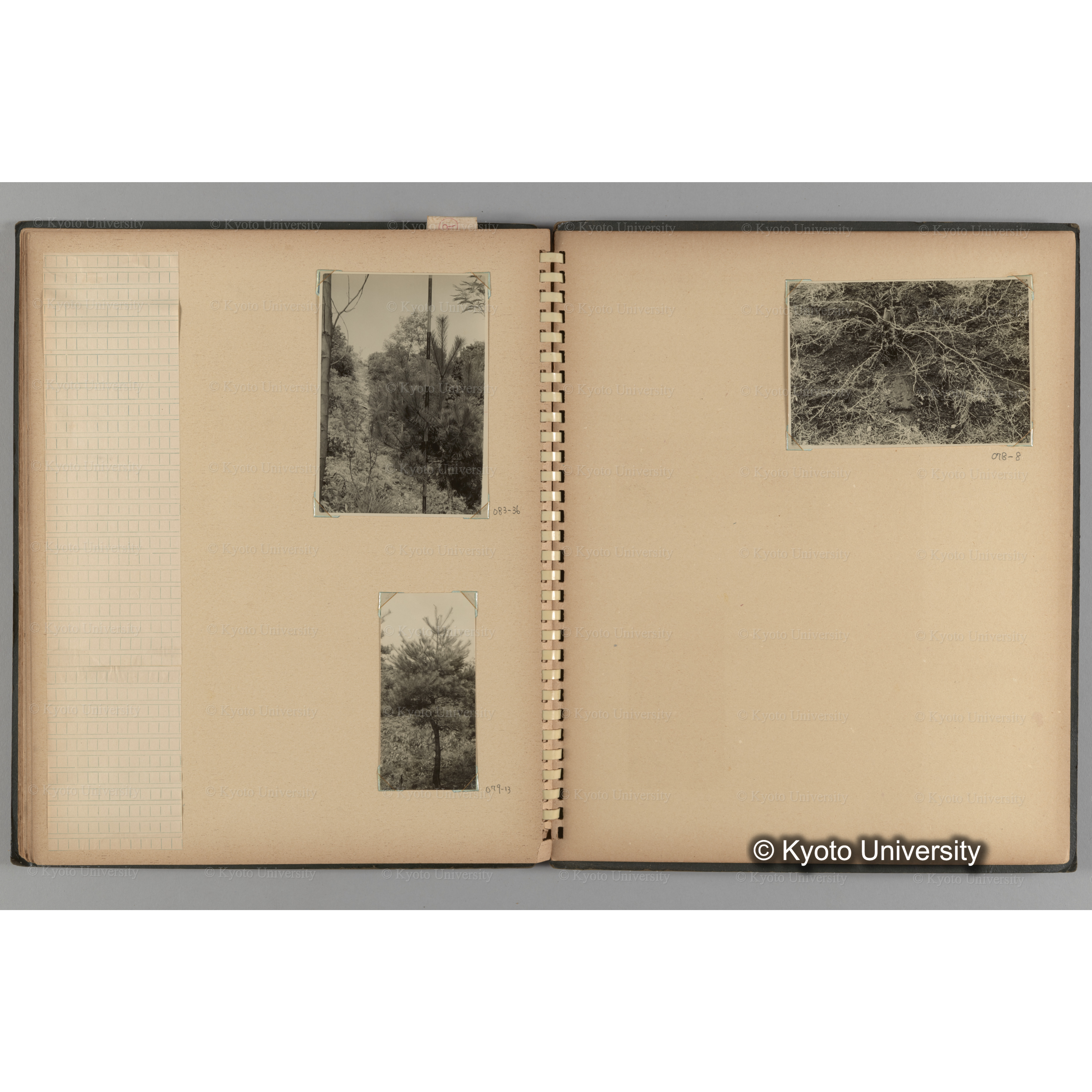 [国内演習林緑アルバム1957(緑色表紙)] PHOTO ALBUM (ラベル)「(破損)[No.4 白浜試験]地 (破損)[徳山]試験地」. (15)