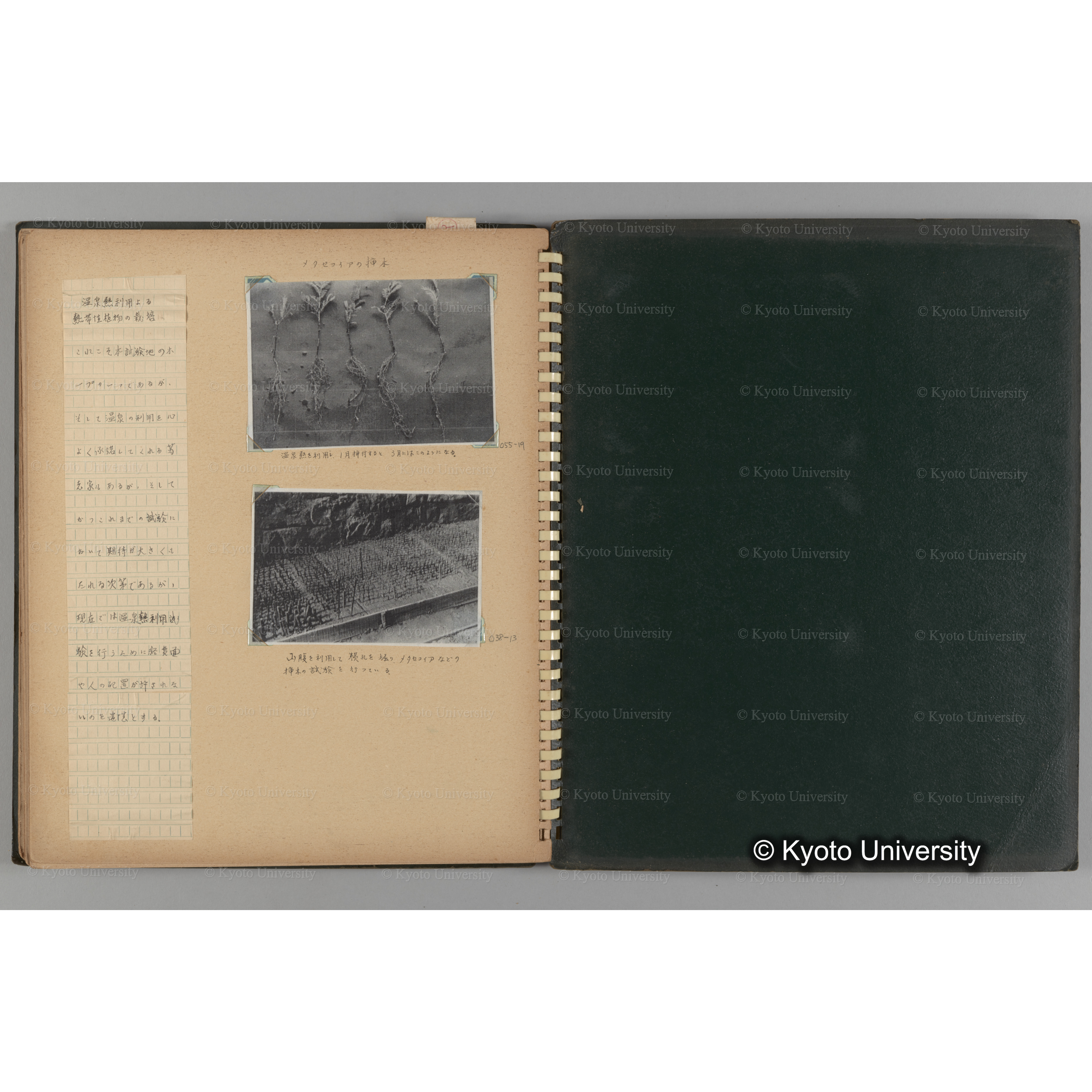 [国内演習林緑アルバム1957(緑色表紙)] PHOTO ALBUM (ラベル)「(破損)[No.4 白浜試験]地 (破損)[徳山]試験地」. (18)