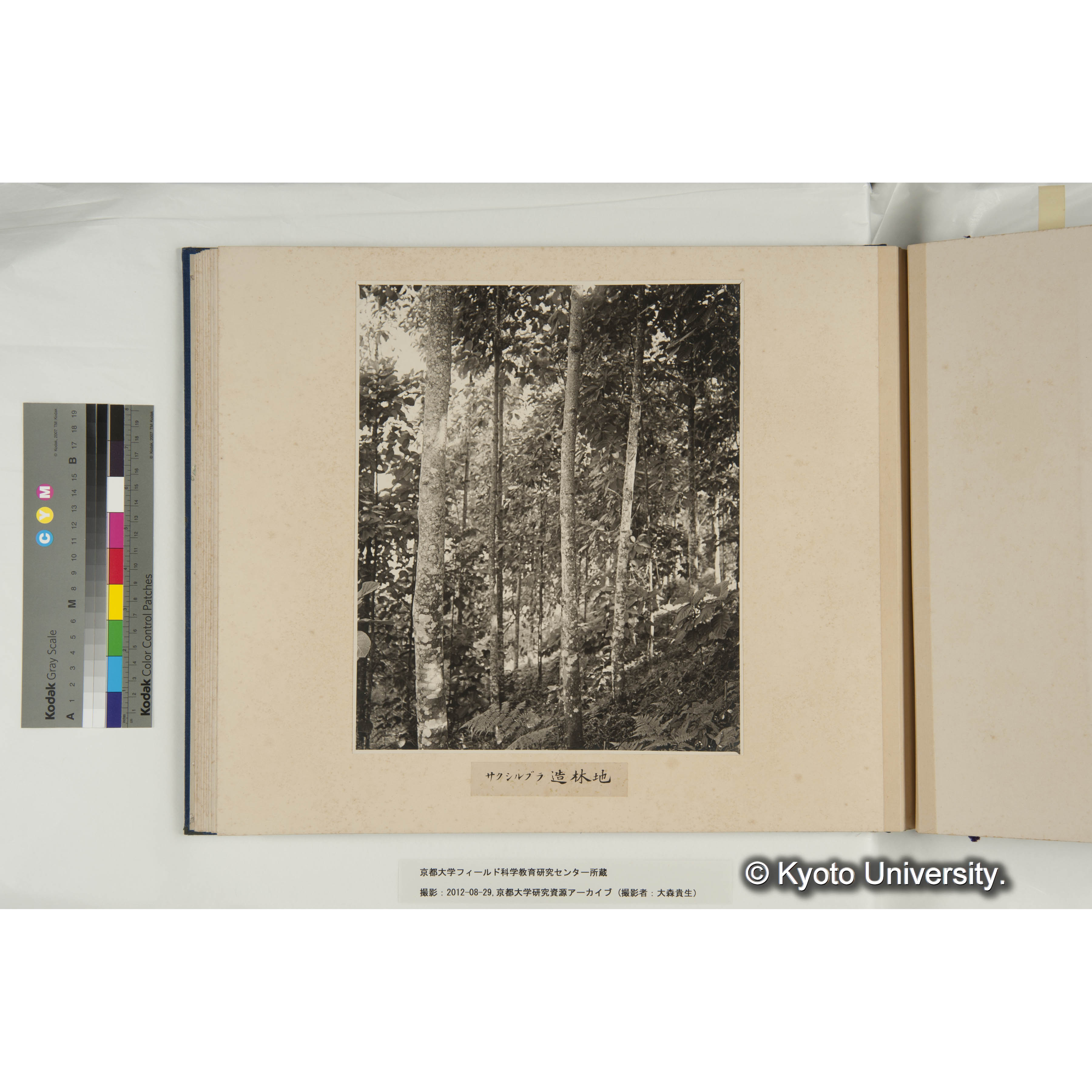 サクシルブラ造林地 (1)