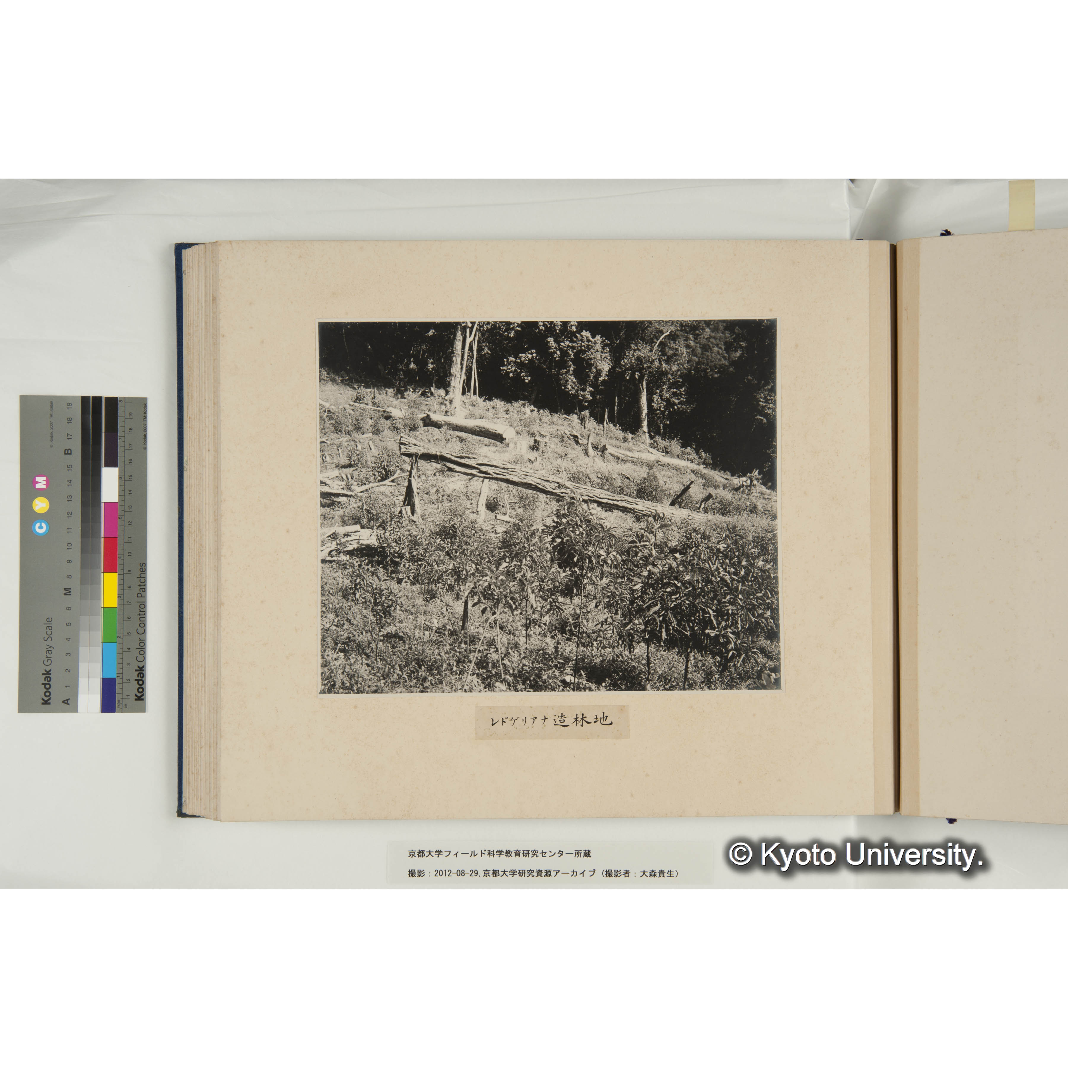 レドゲリアナ造林地 (1)