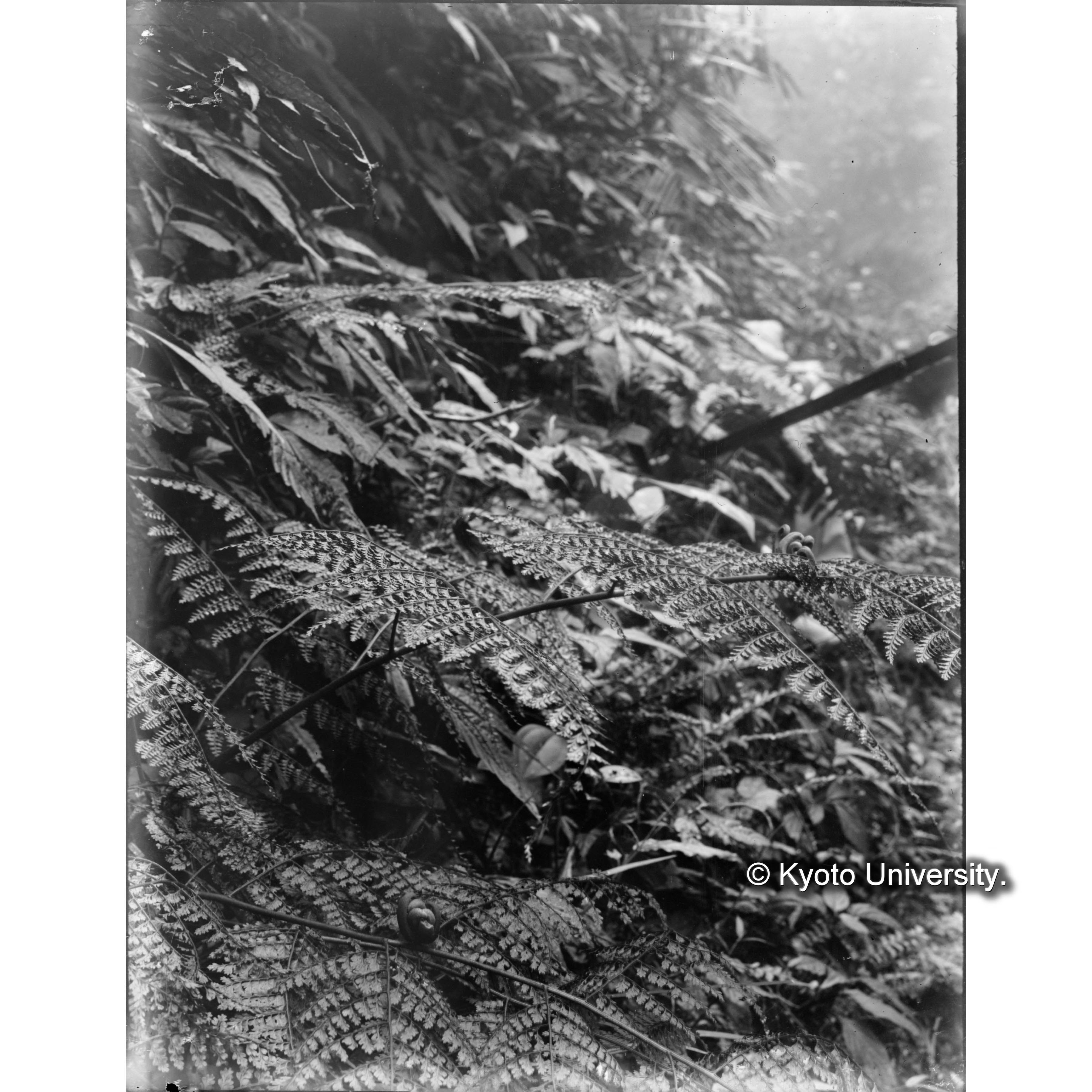 扇平　カザリシダガ樹木に附着せる所 (1)