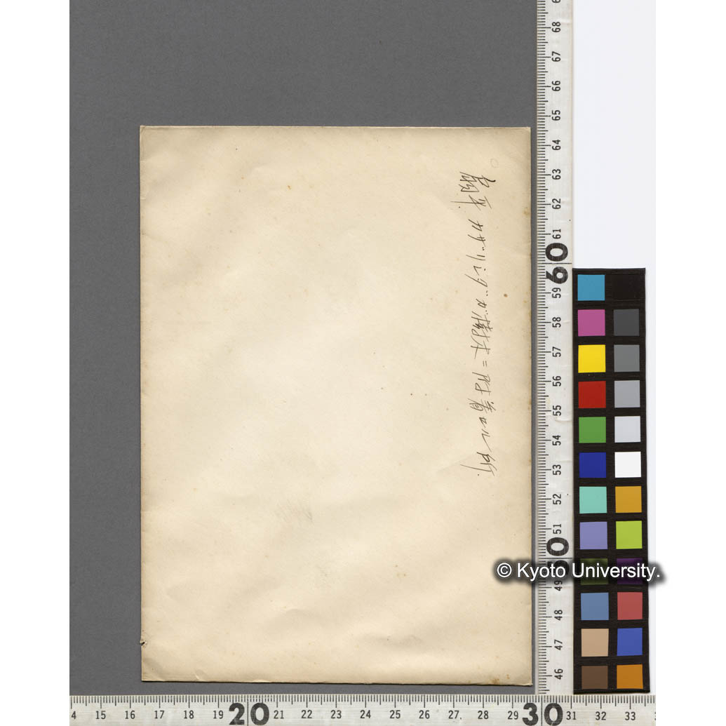 扇平　カザリシダガ樹木に附着せる所 (2)