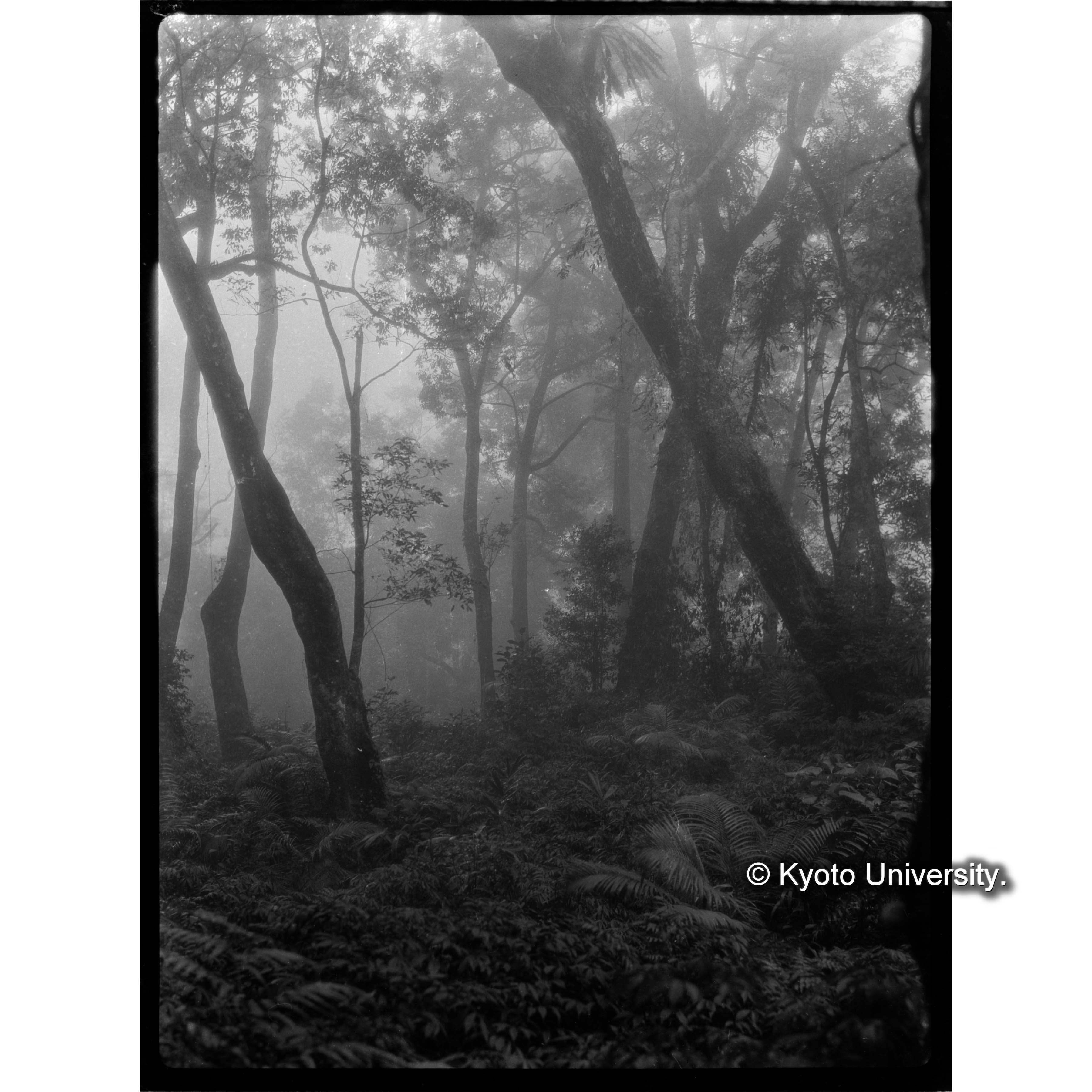 扇平の植生A (1)