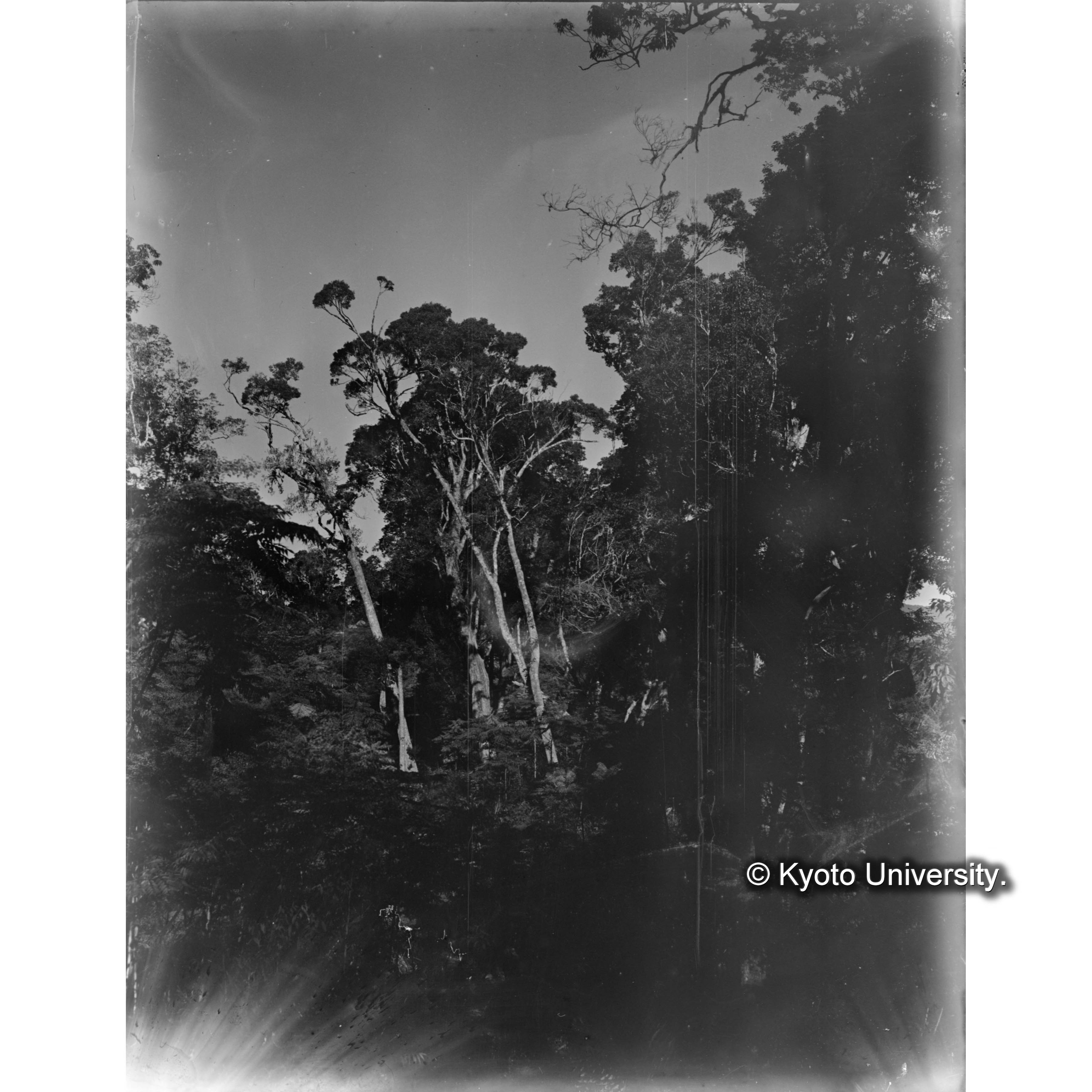 見附駐在所北方のカシ樹林 (1)