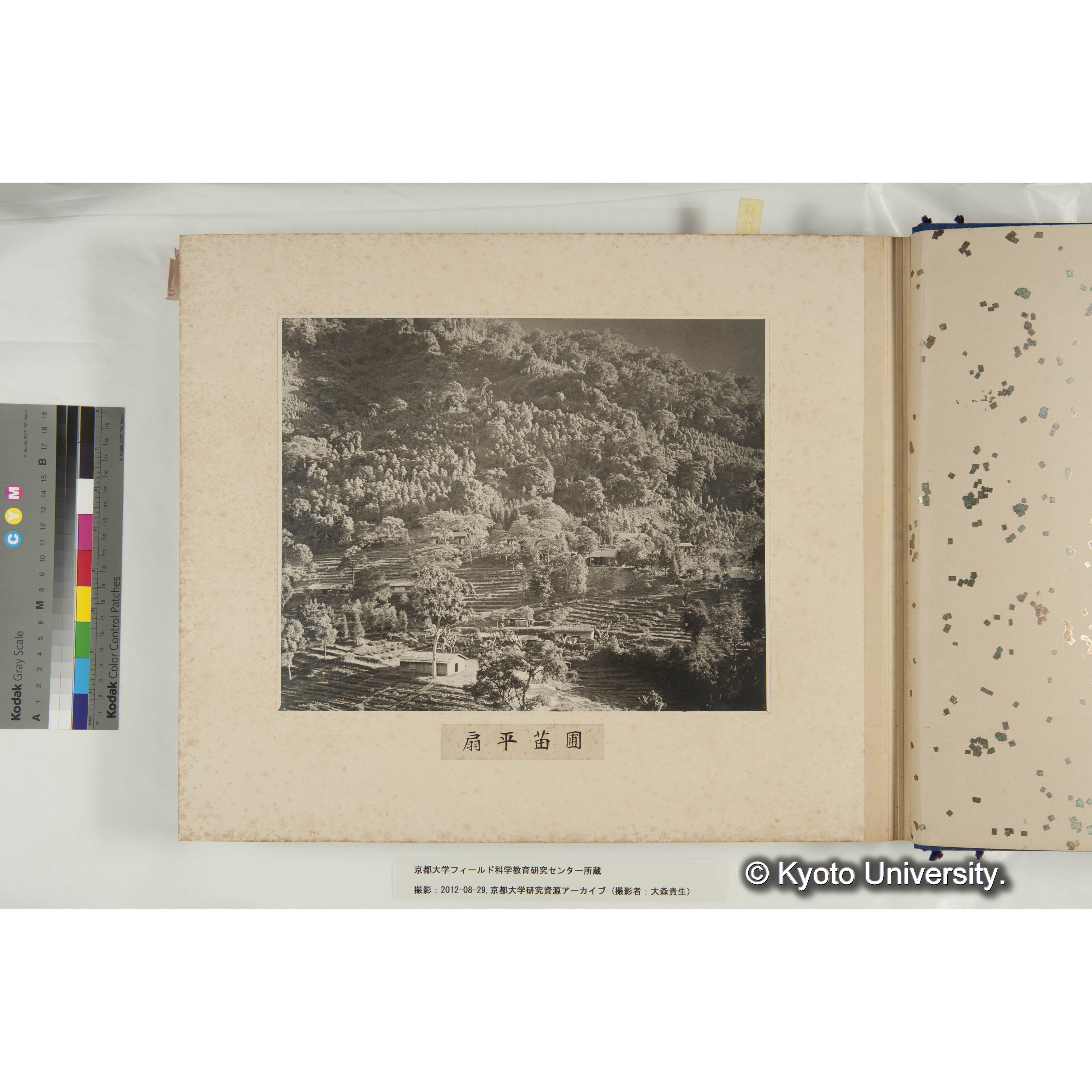 扇平の規那樹苗圃 (1)