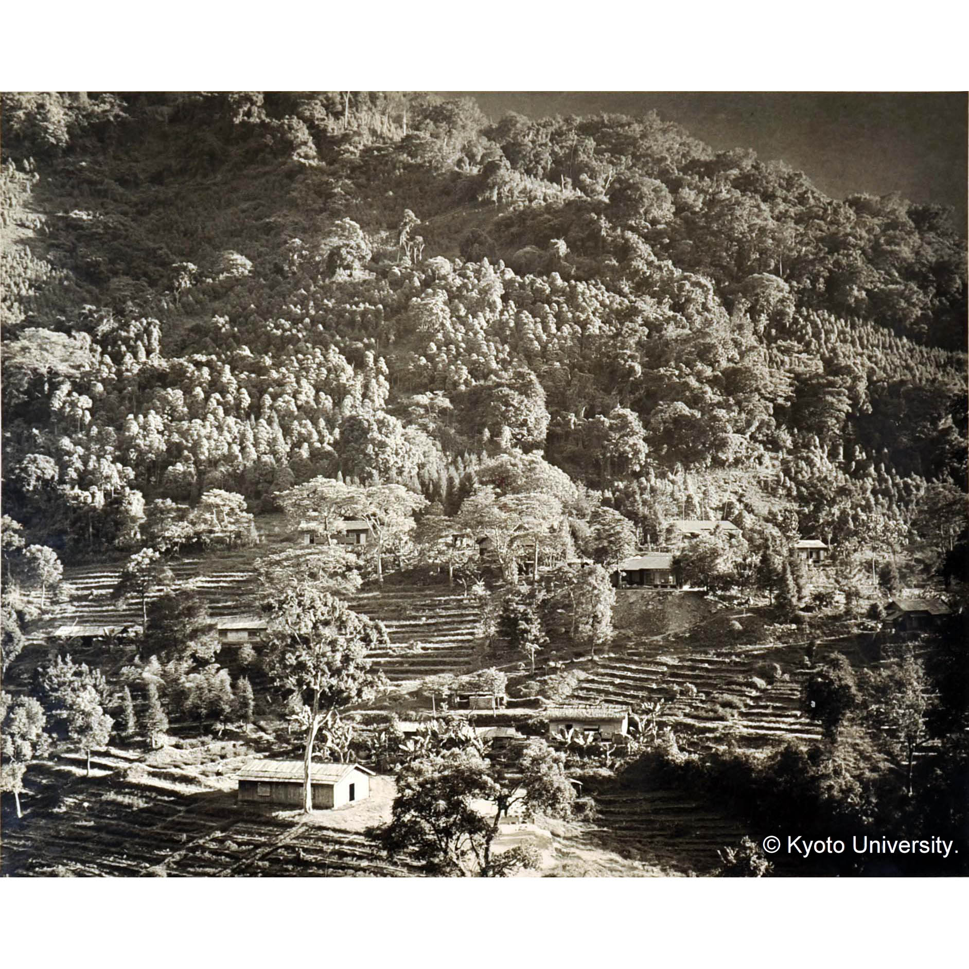 扇平の規那樹苗圃 (2)