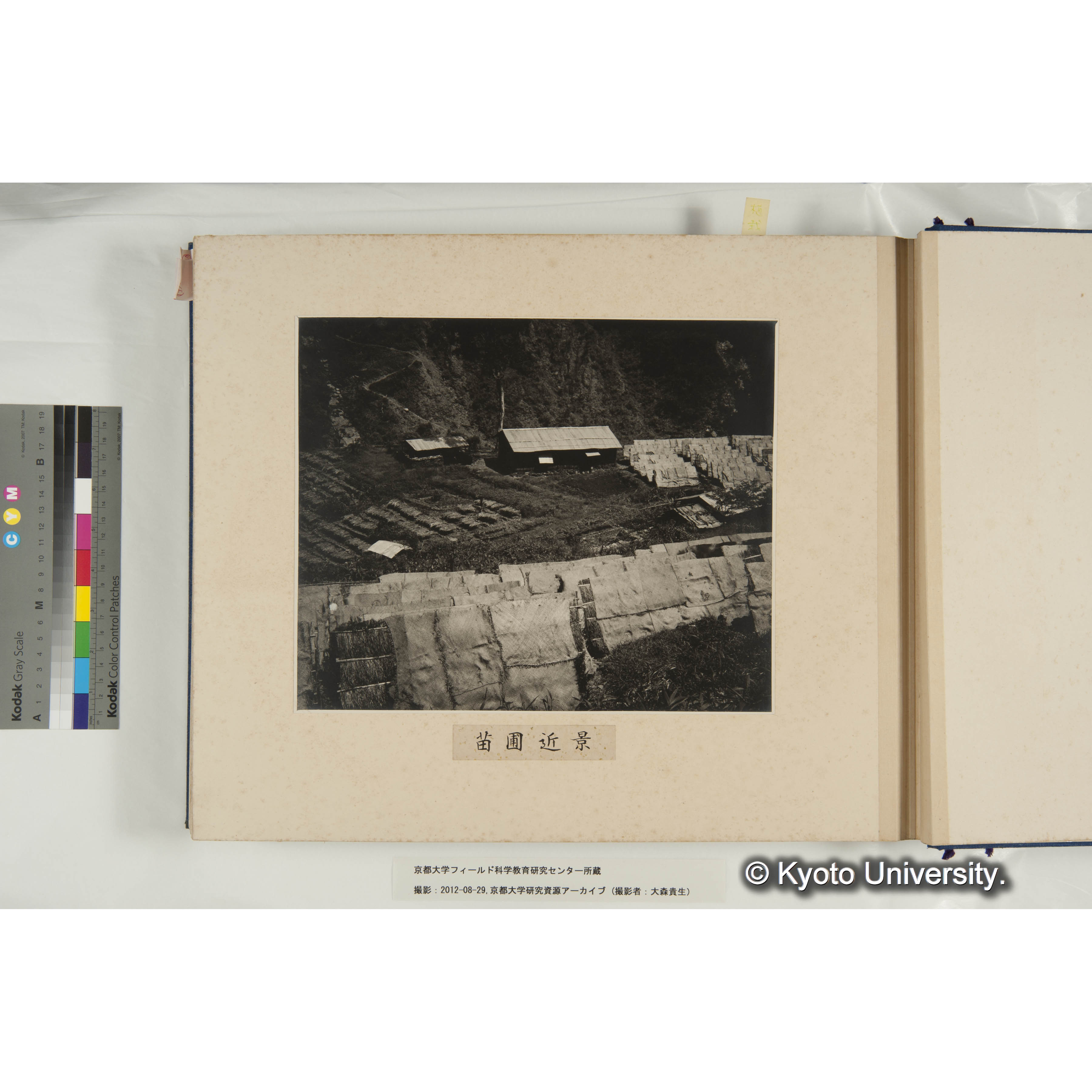 規那樹苗圃の近景 (1)