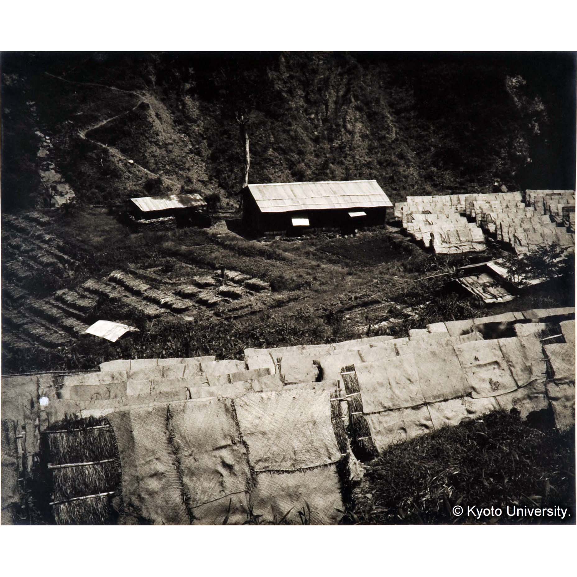 規那樹苗圃の近景 (2)