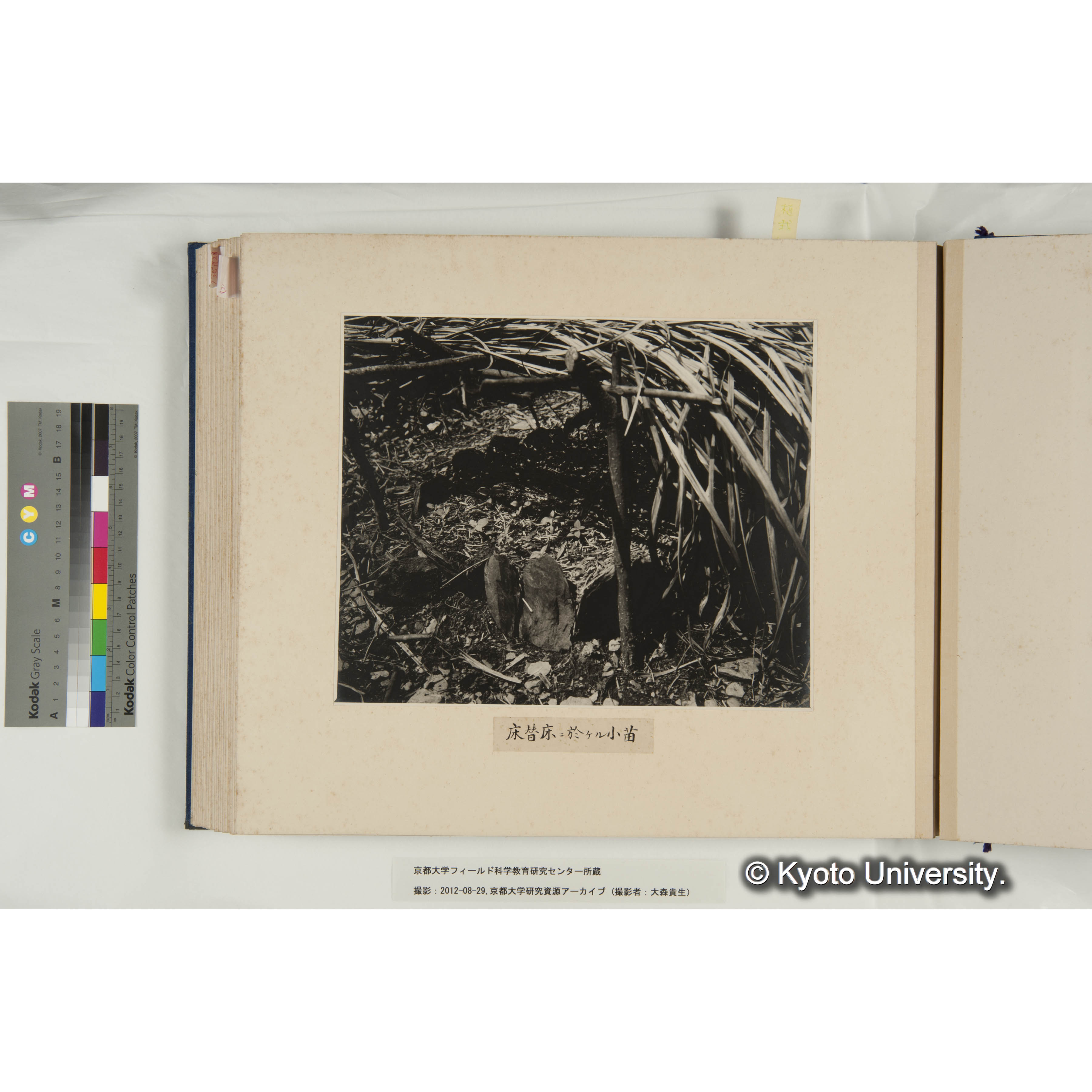 床替床に於ける小苗 (1)