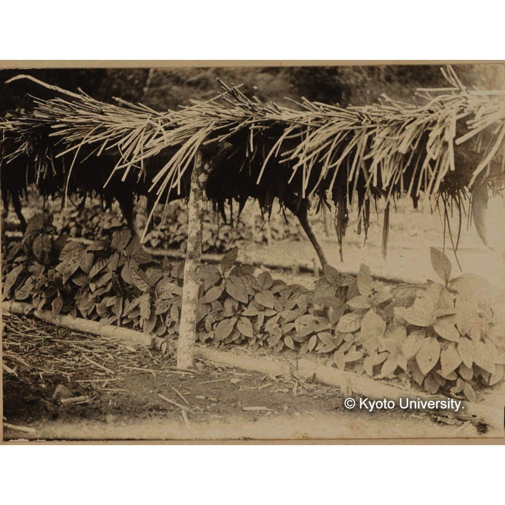 キナ(品種レトゲリヤナ) (1)