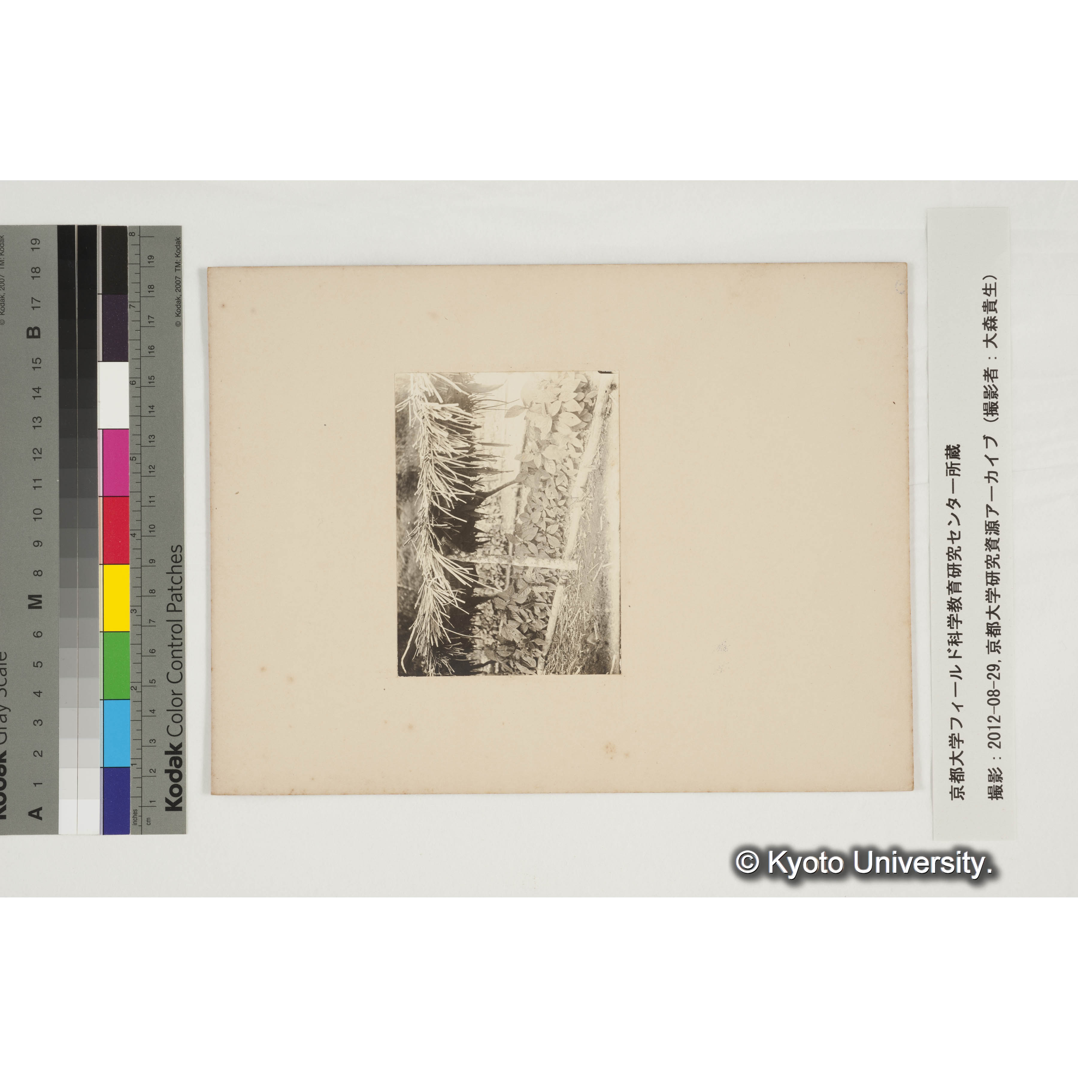 キナ(品種レトゲリヤナ) (2)