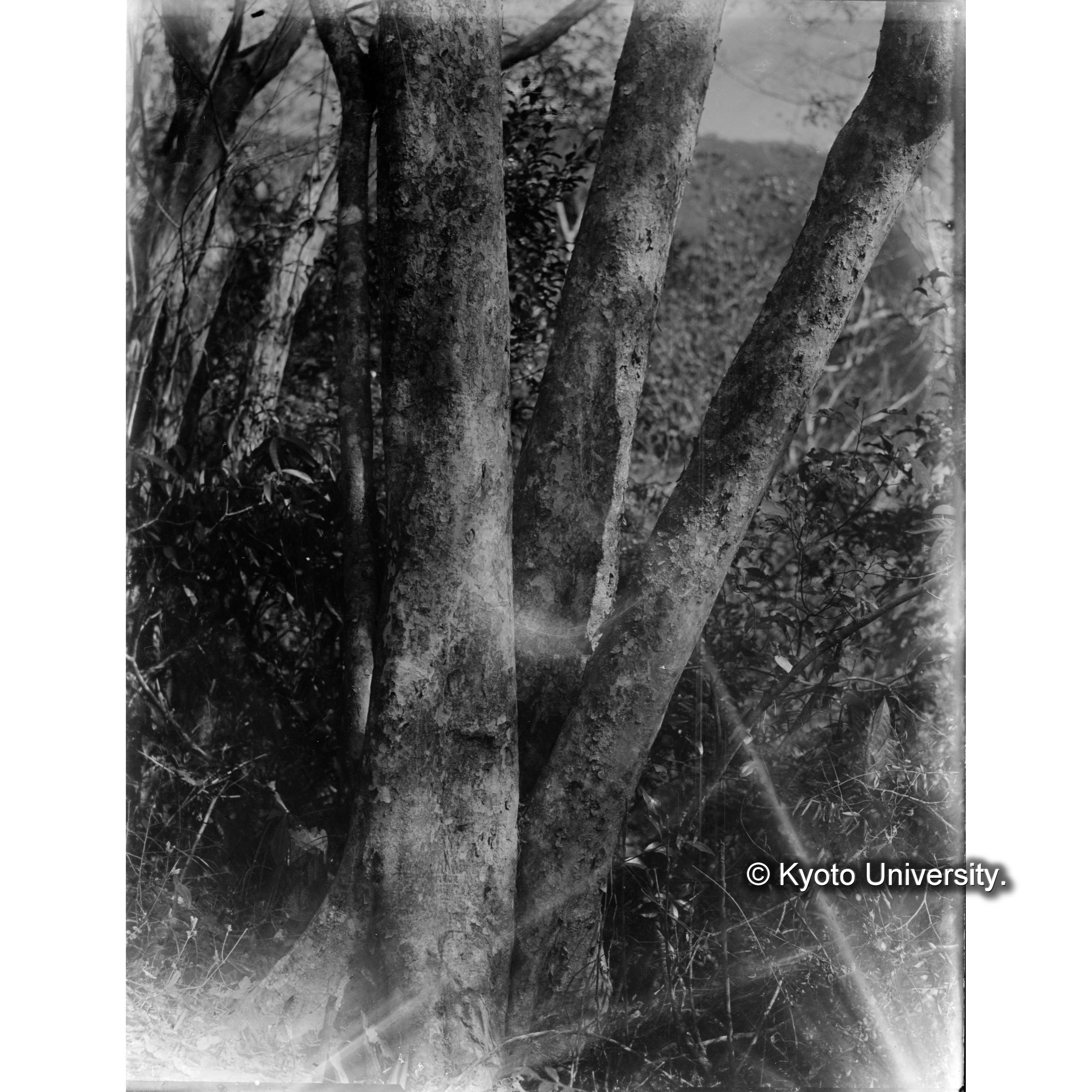 大原苗圃　タイワンシオジ（シマトネリコ）樹皮 (1)