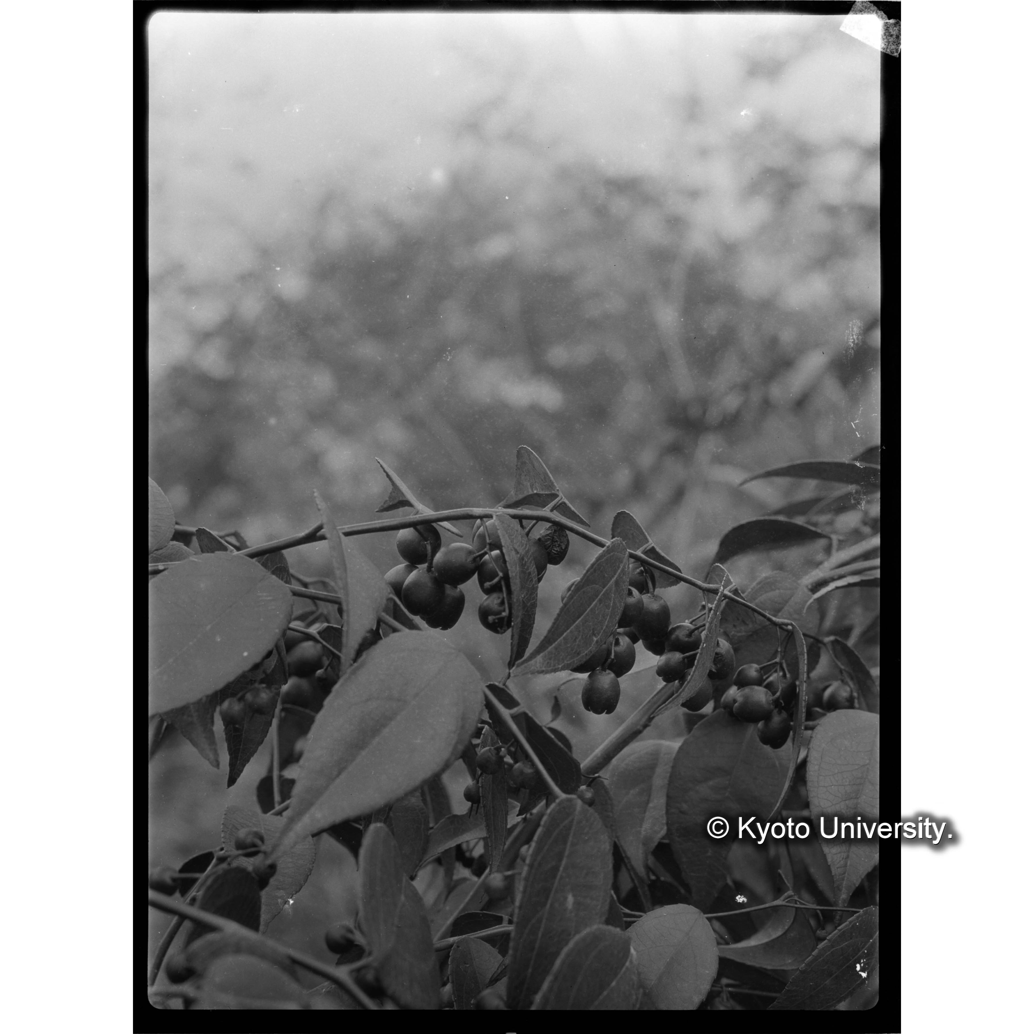 扇平上　クロタマノキ (1)