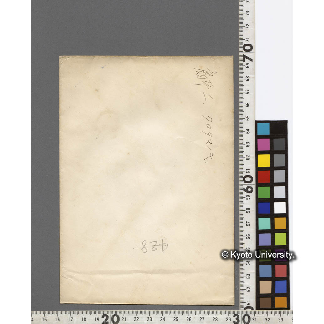 扇平上　クロタマノキ (2)