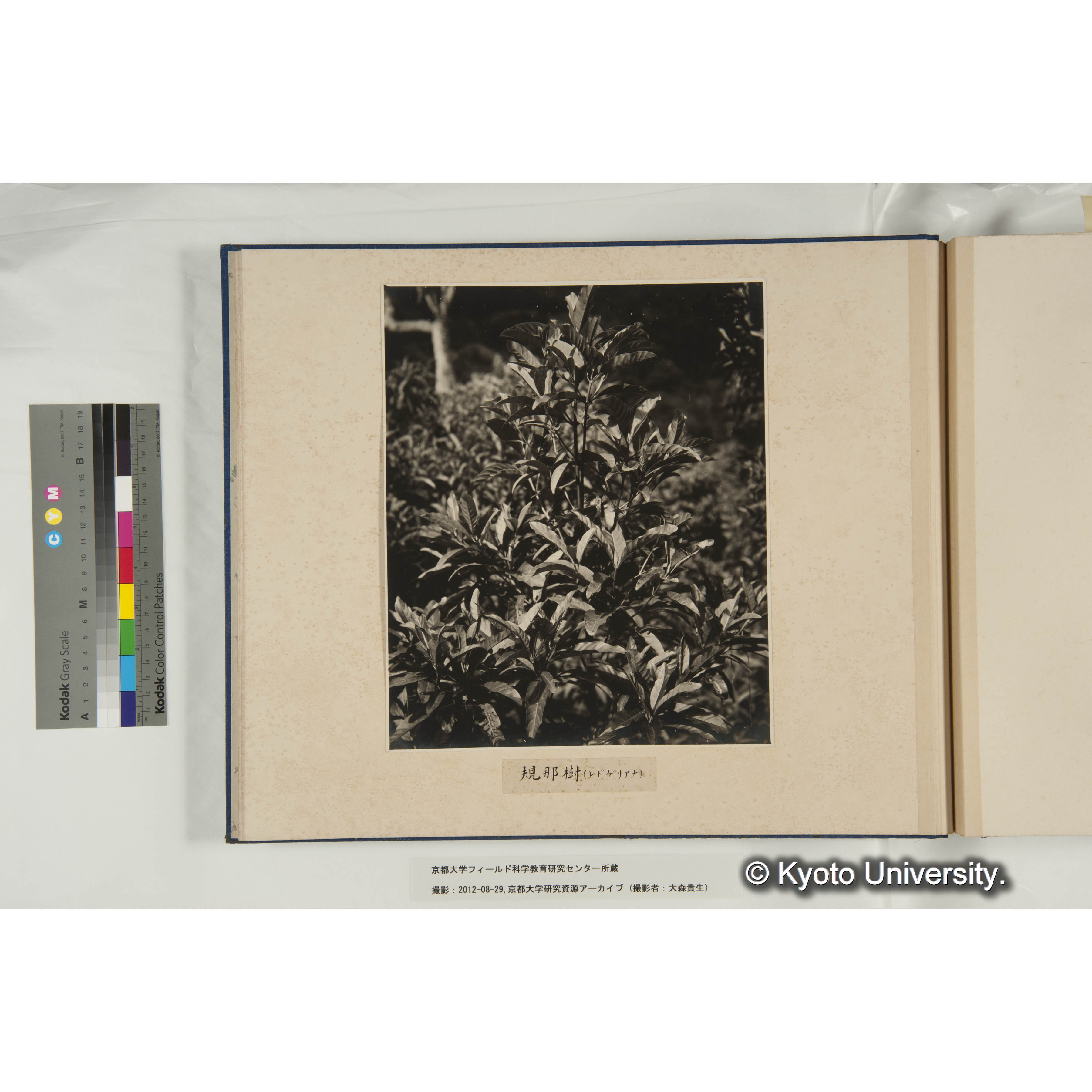 規那樹（レドゲリアナ種） (1)