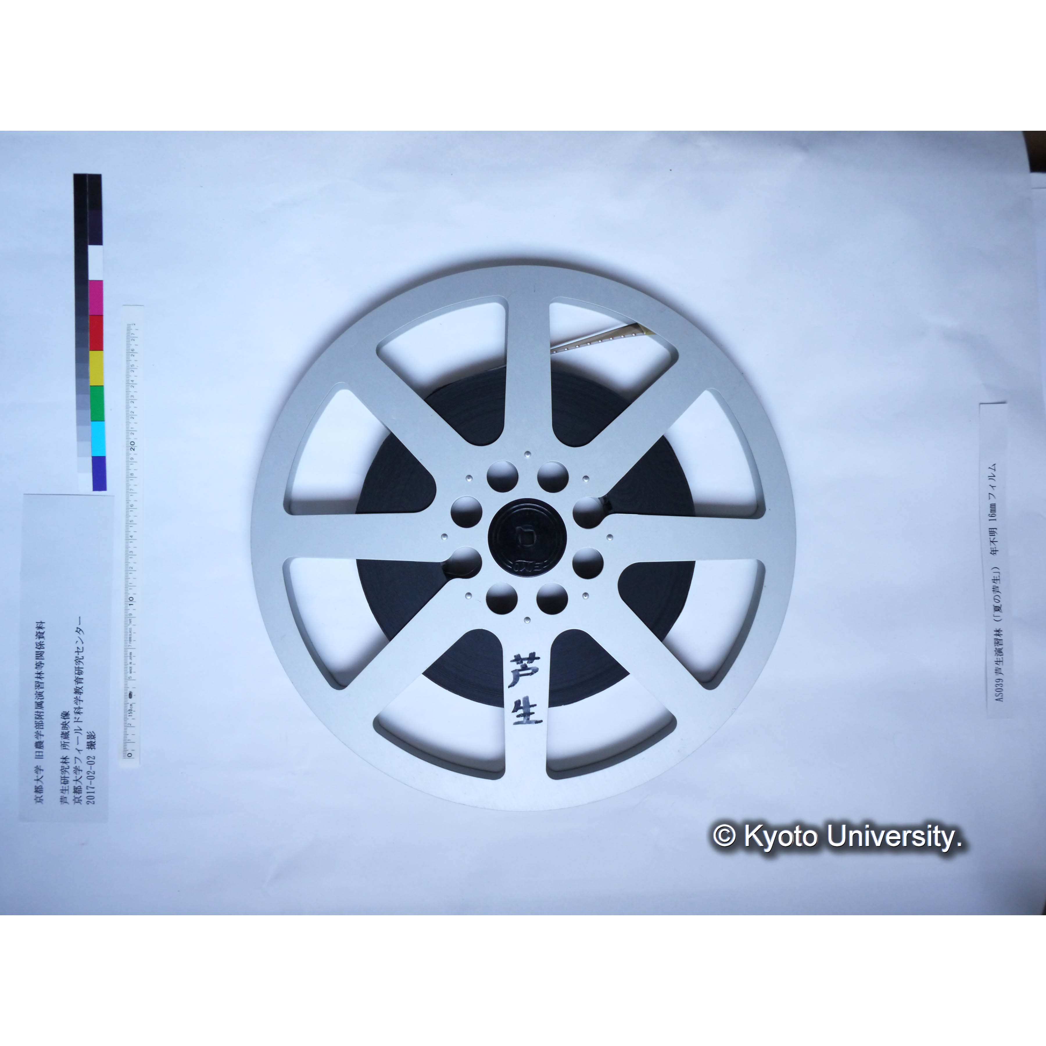 〔夏の芦生〕 (11)